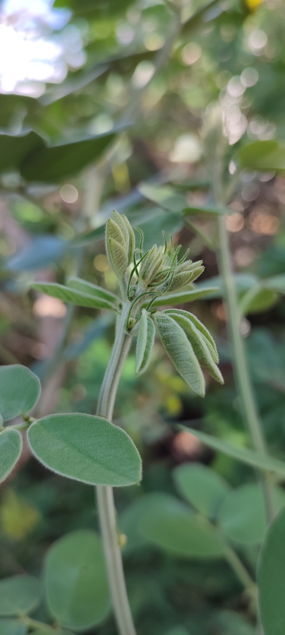 Photo of Senna angulata (12/12)