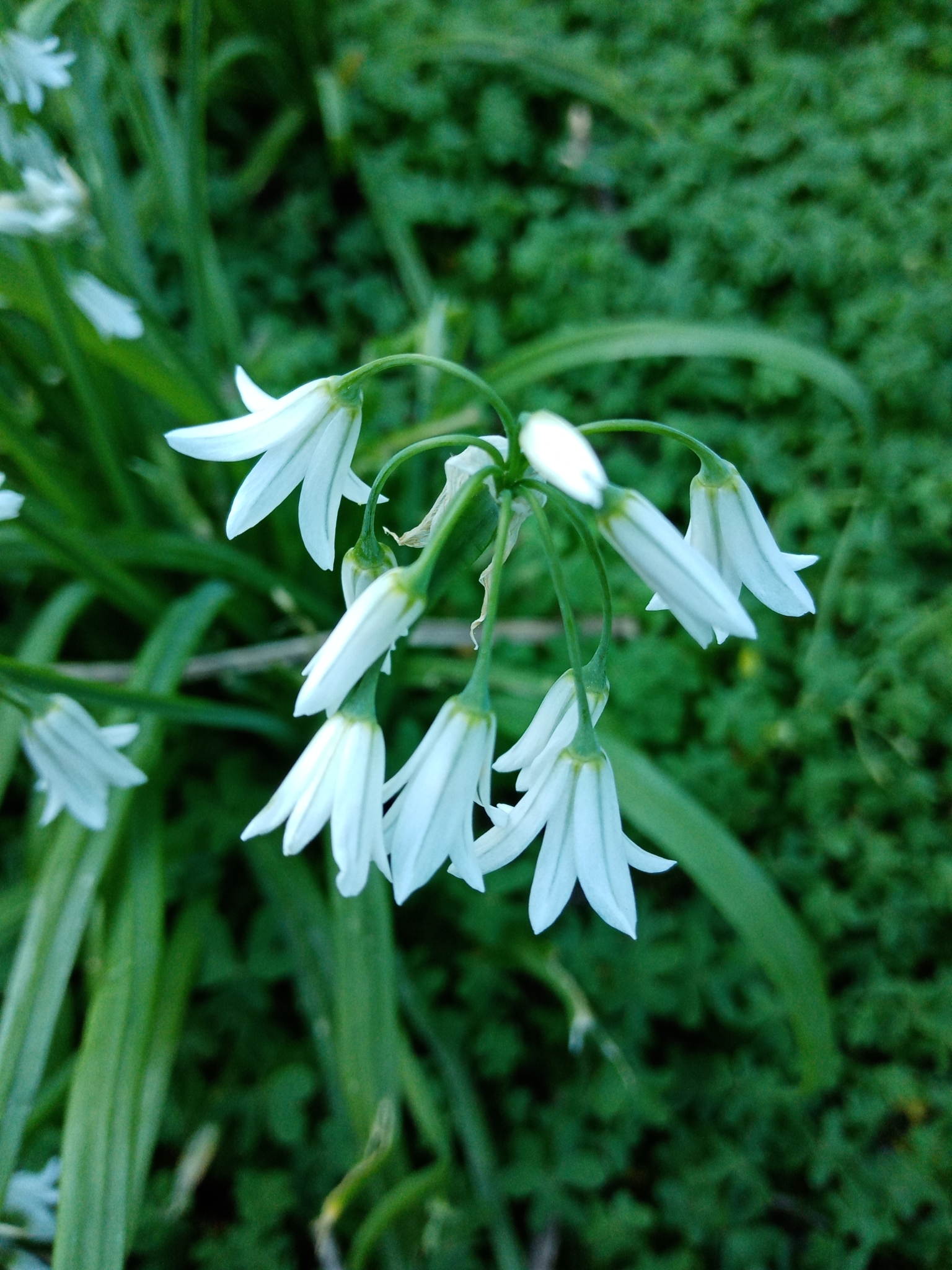 Photo of Three-cornered garlic (1/9)