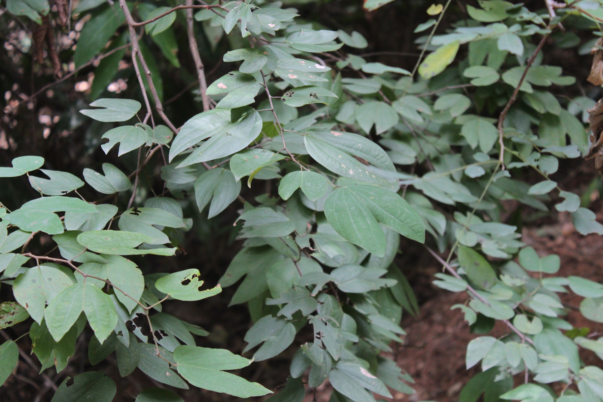 Photo of Bauhinia ungulata (2/9)