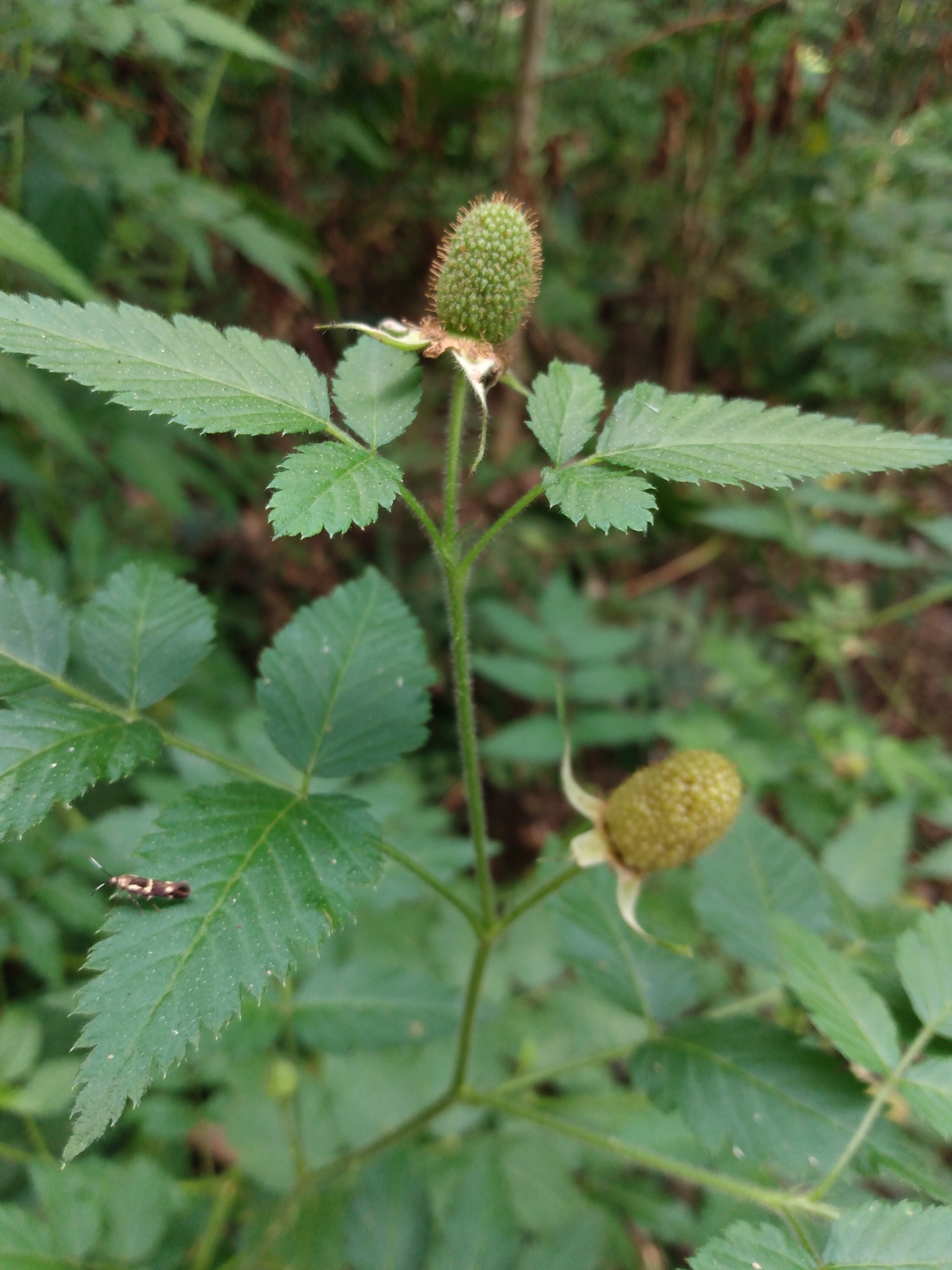 Photo of roseleaf bramble (3/10)