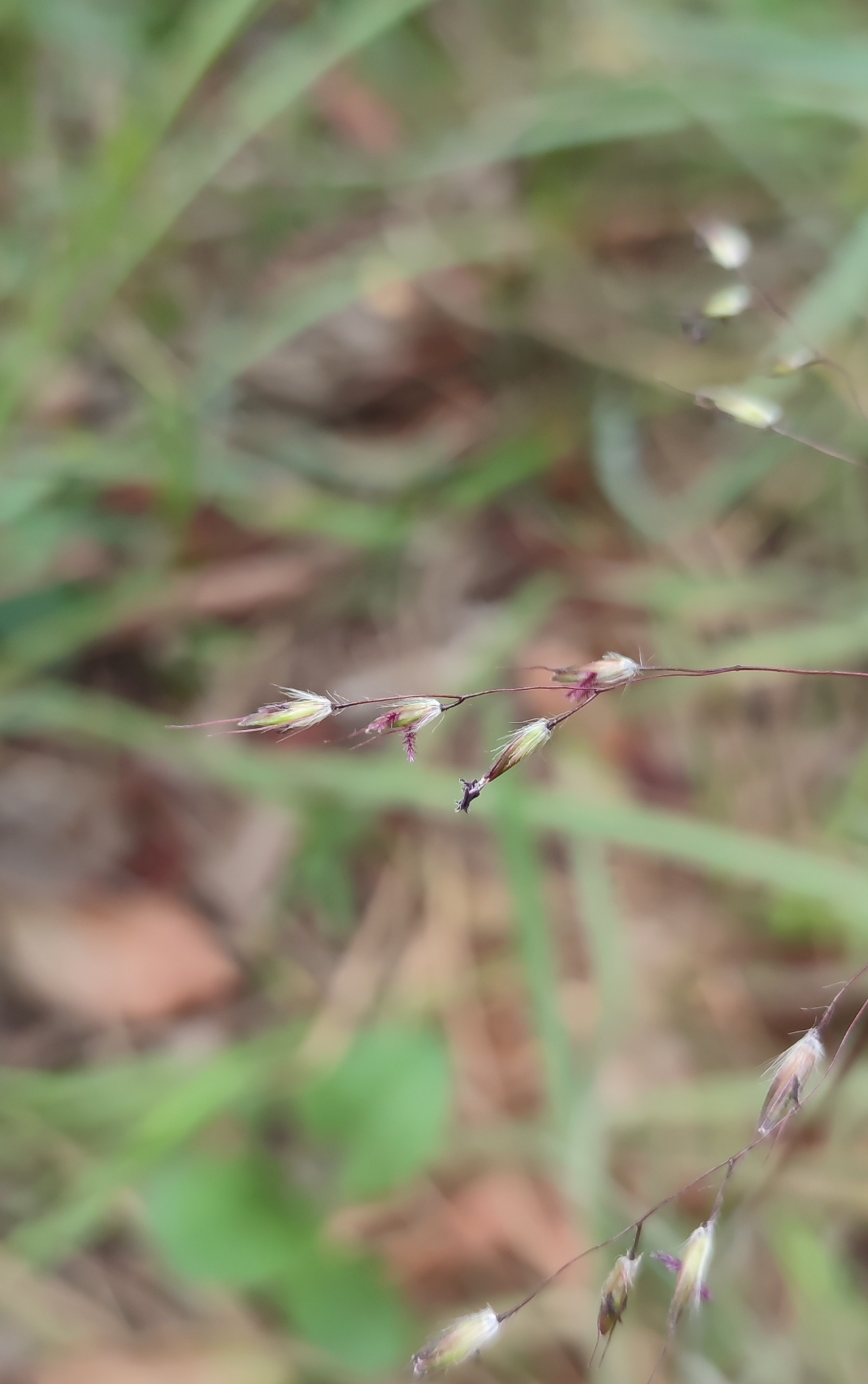 Photo of Eragrostis polytricha (11/12)