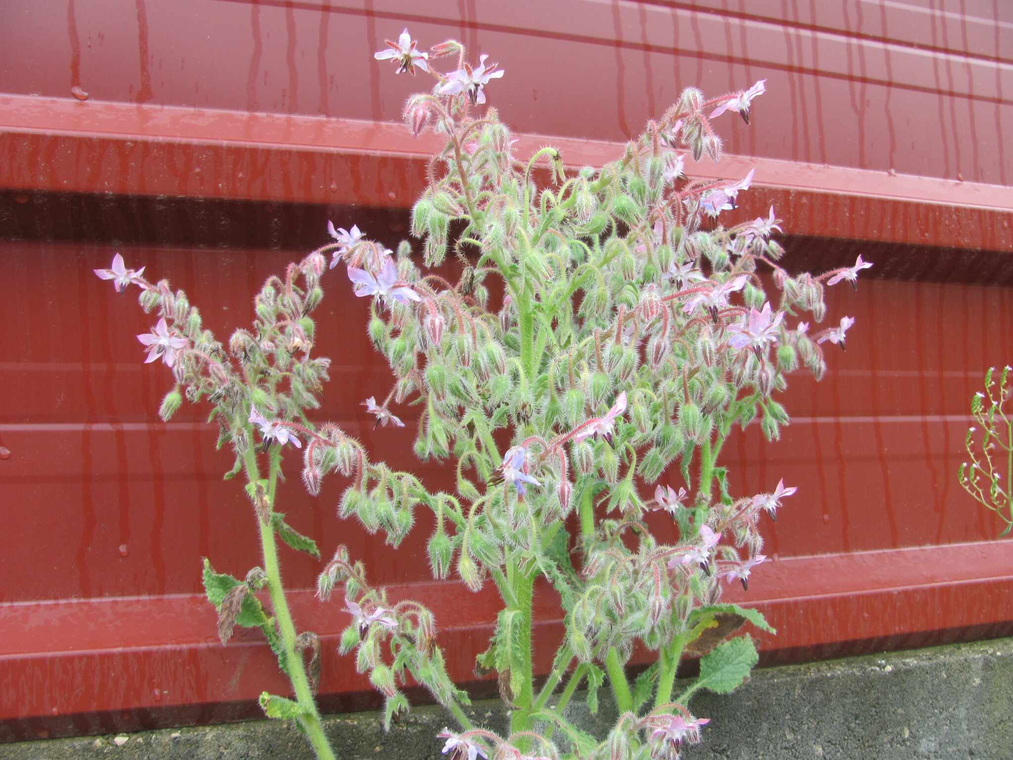Photo of Borage (4/11)