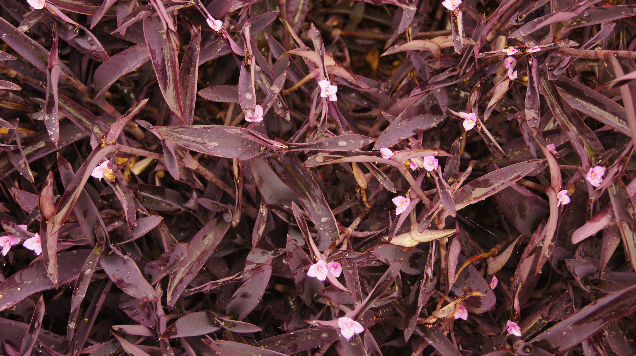 Photo of Purple Heart (12/12)