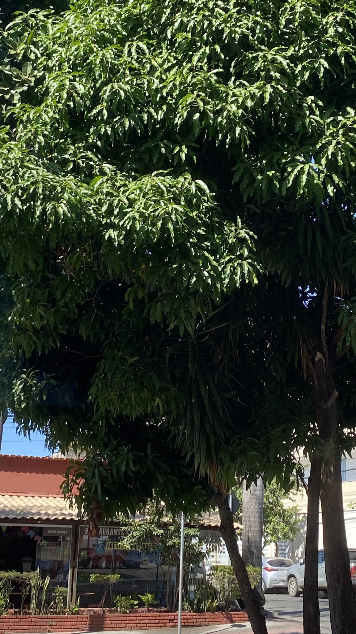 Photo of Indian mango (12/12)