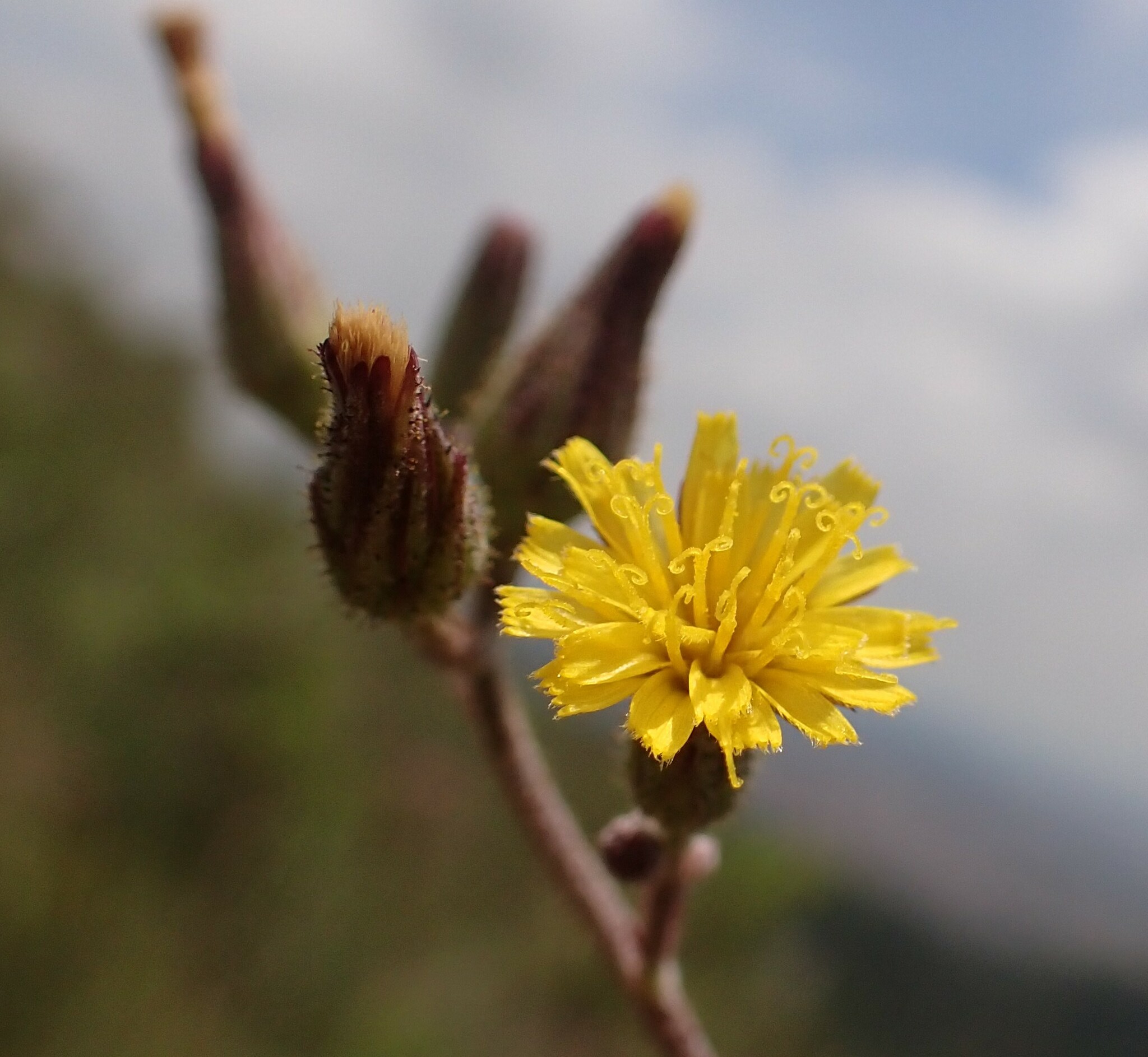 Photo of Hieracium (2/7)