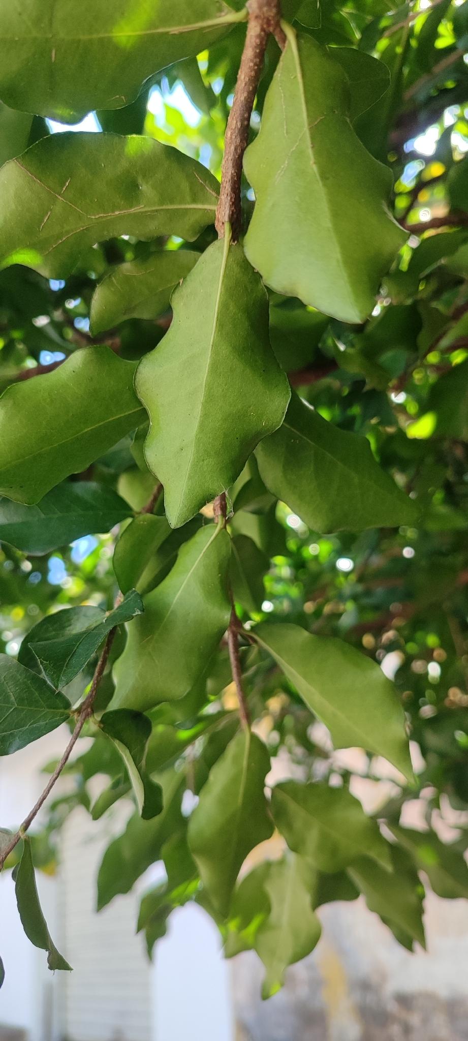 Photo of Acerola (6/9)
