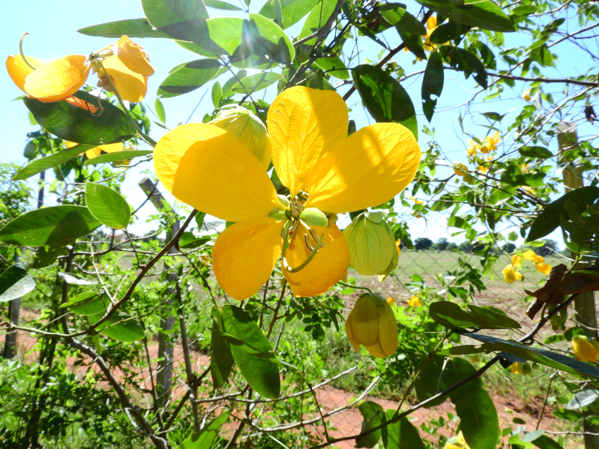 Photo of Senna (5/7)