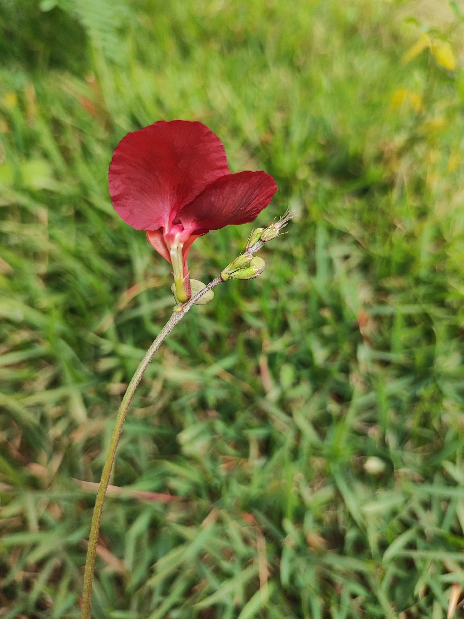 Photo of Phasey Bean (2/5)