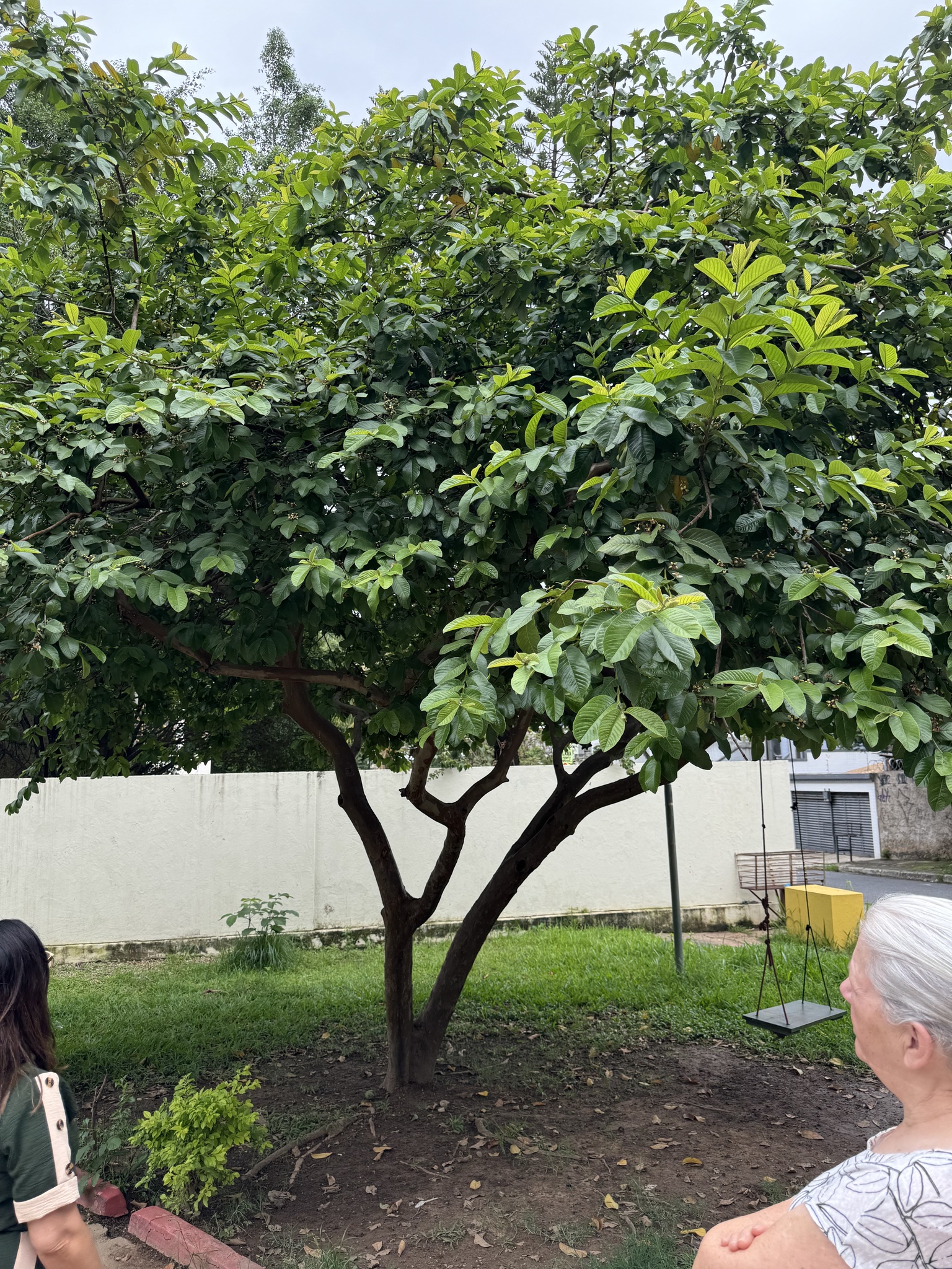 Photo of Common guava (8/12)