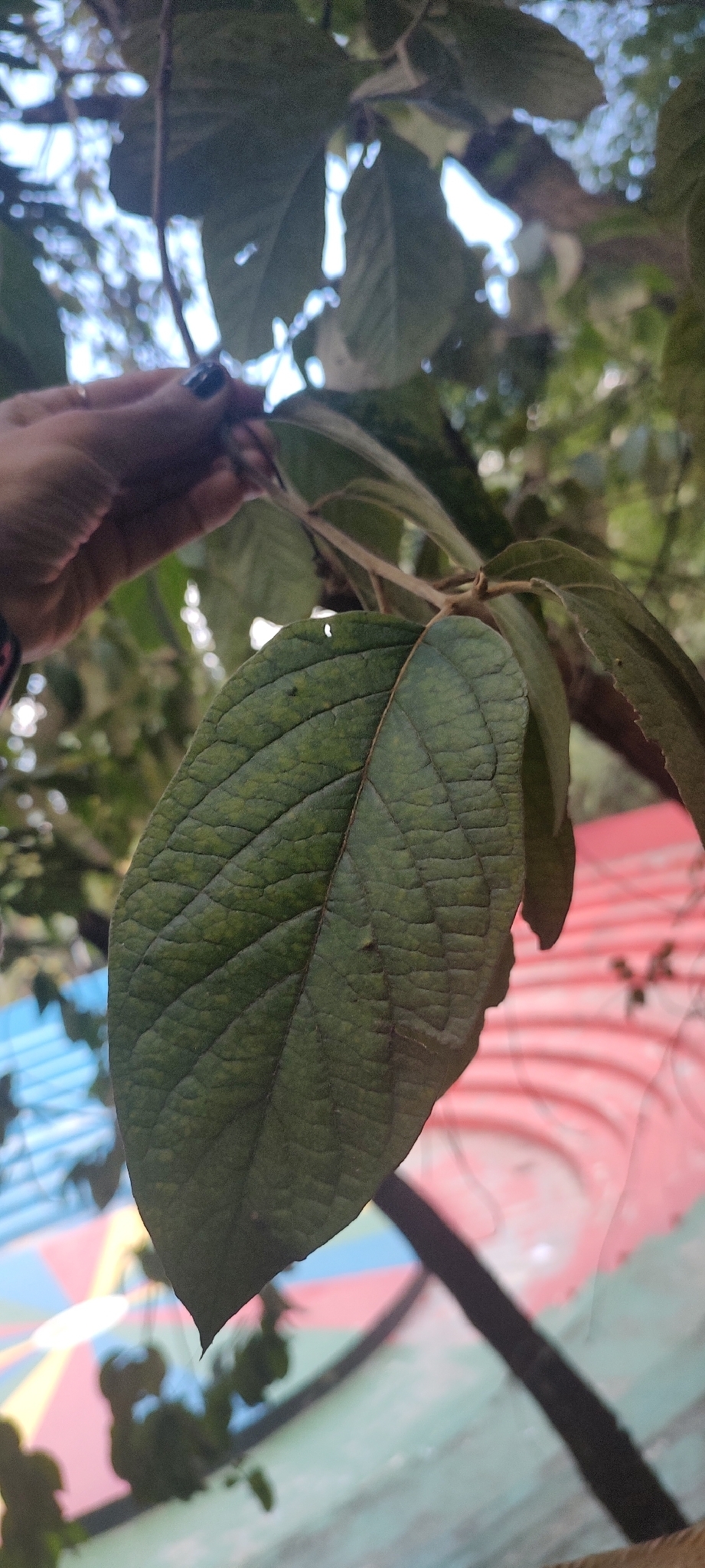 Photo of Moquiniastrum polymorphum polymorphum (3/6)