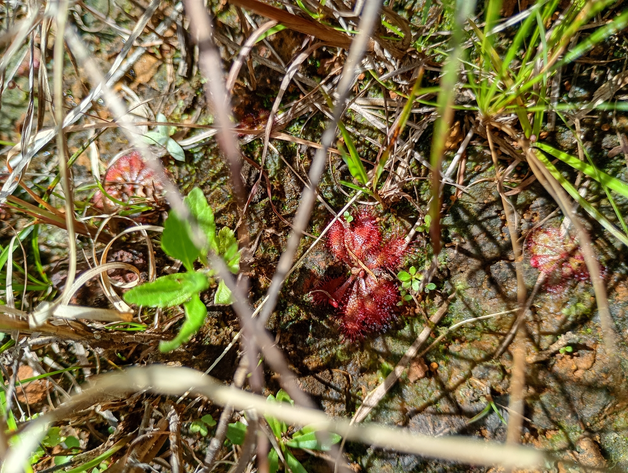 Photo of Drosera montana (5/6)