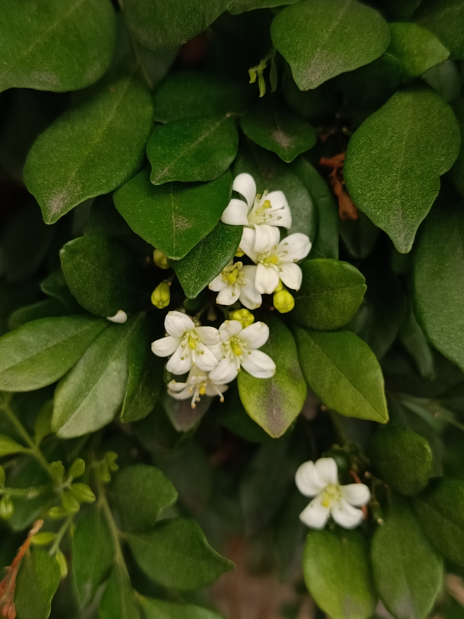 Photo of Murraya (6/8)