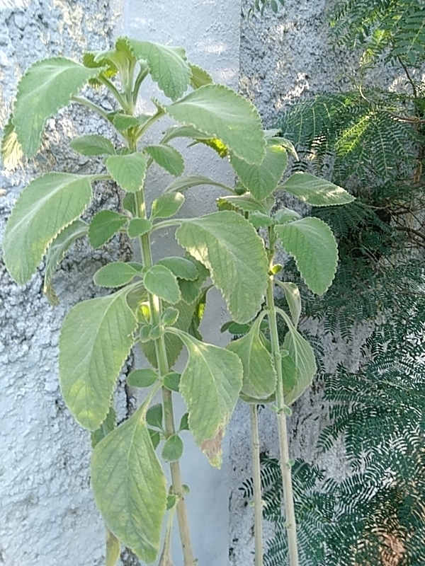 Photo of Woolly Plectranthus (2/8)