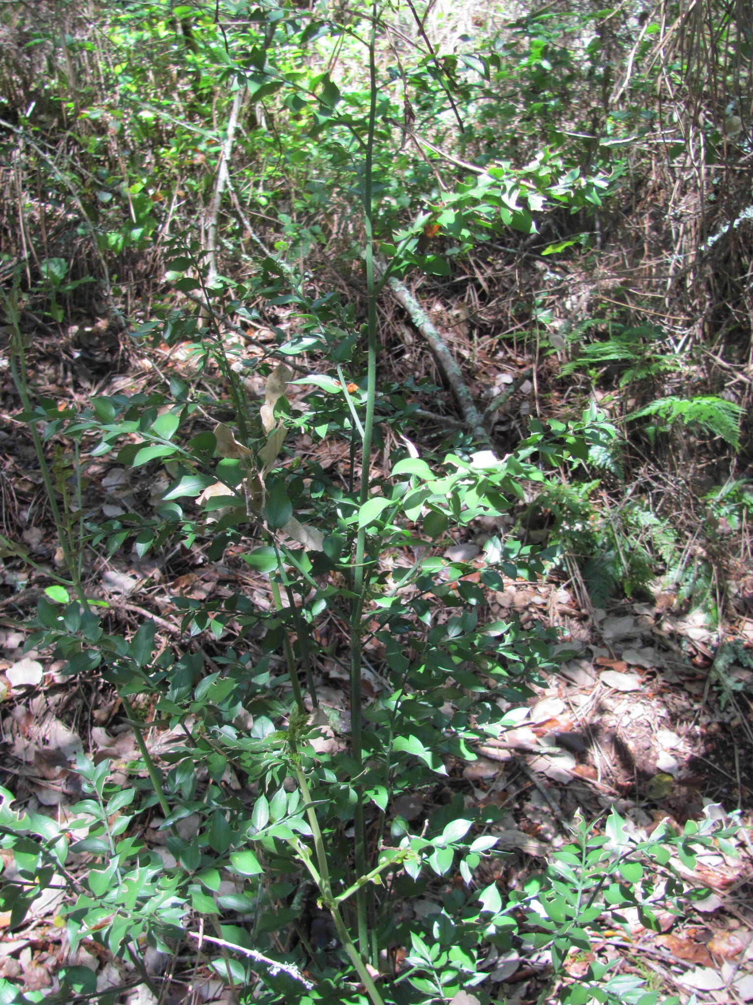 Photo of butcher's-broom (7/7)