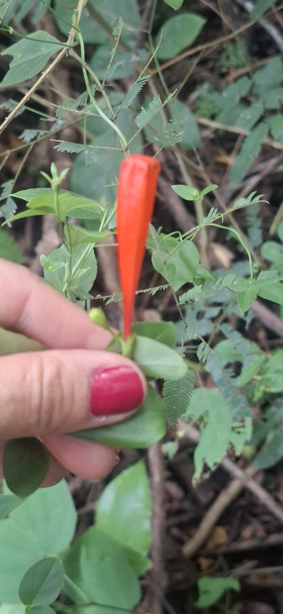 Photo of Firecracker Vine (7/7)