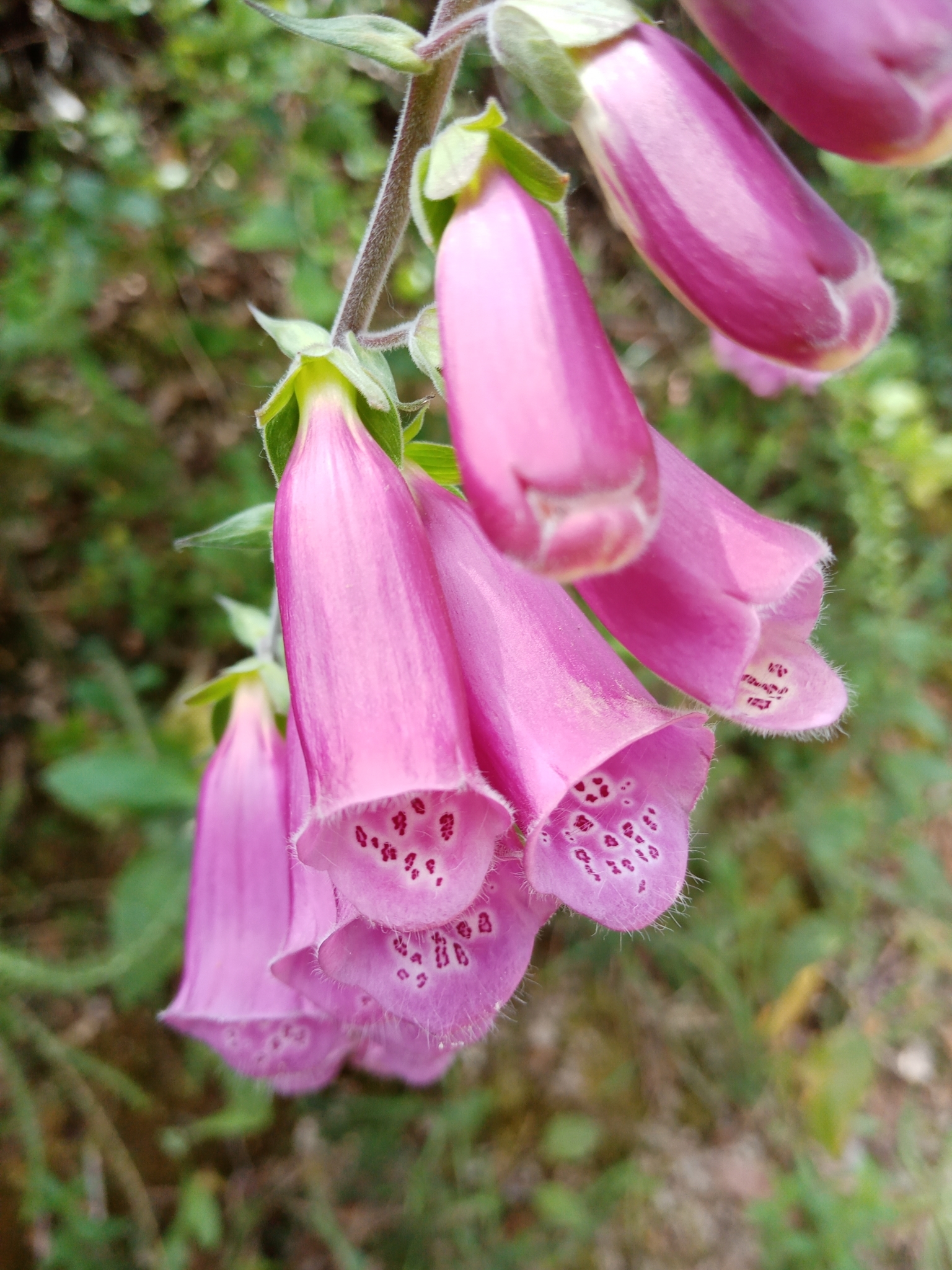 Photo of purple foxglove (2/12)