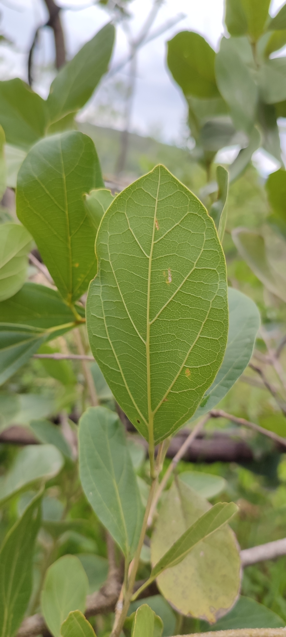 Photo of Cuspidaria pulchra (4/12)