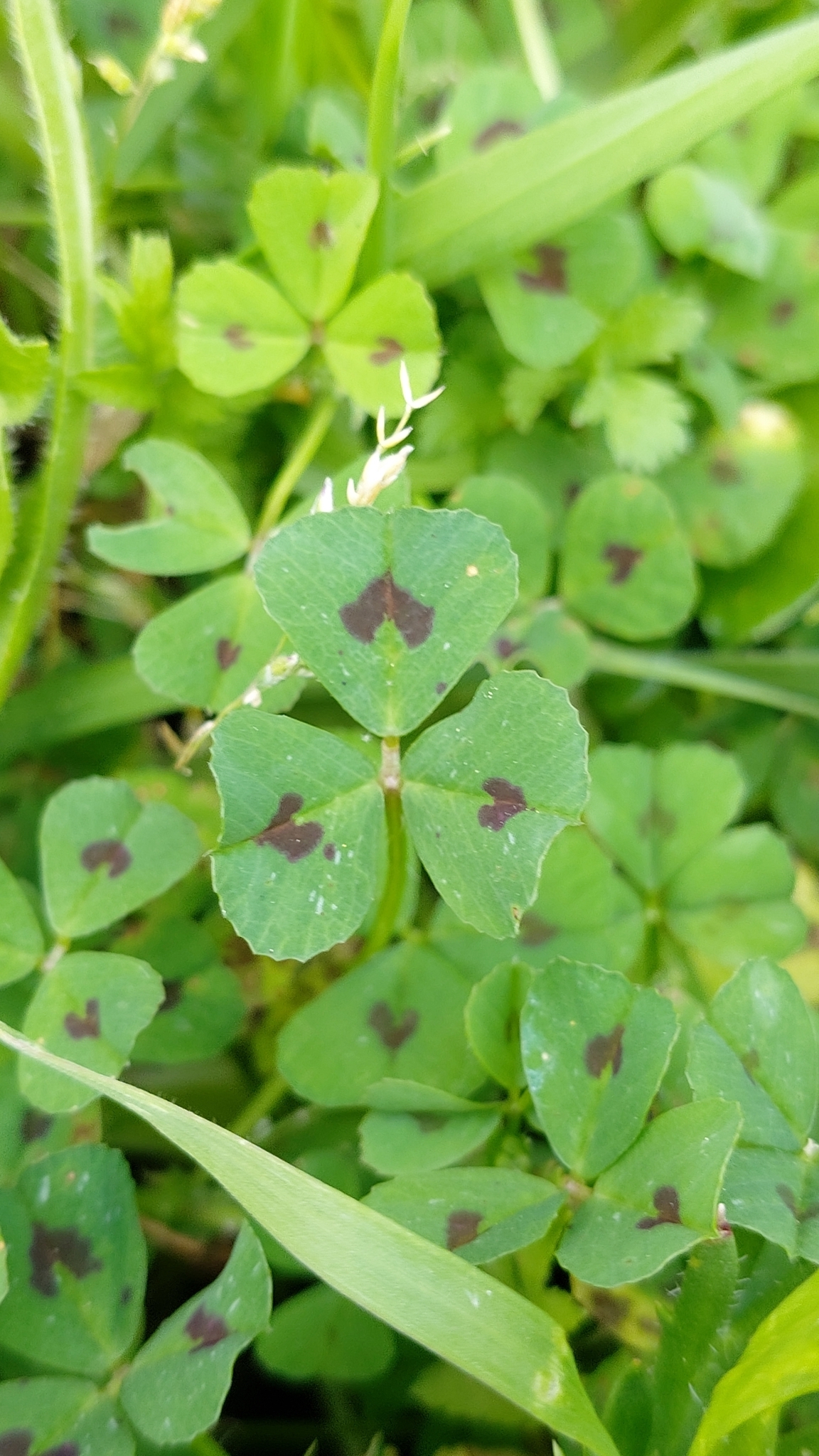 Photo of Spotted medick (1/12)