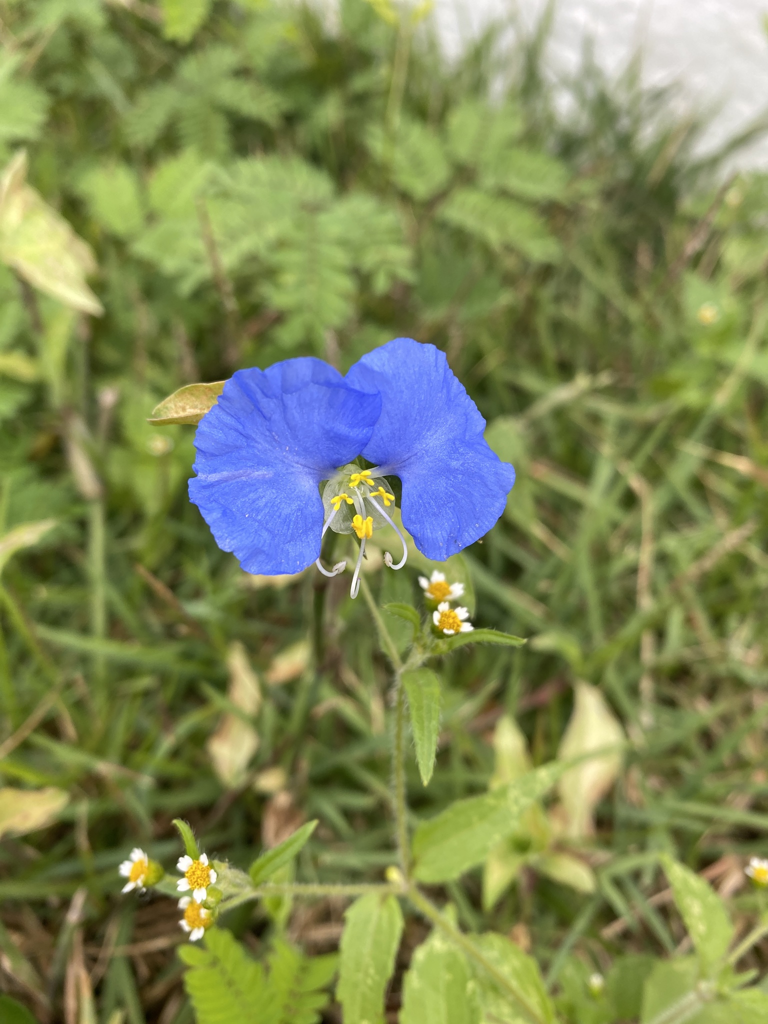 Photo of whitemouth dayflower (9/12)