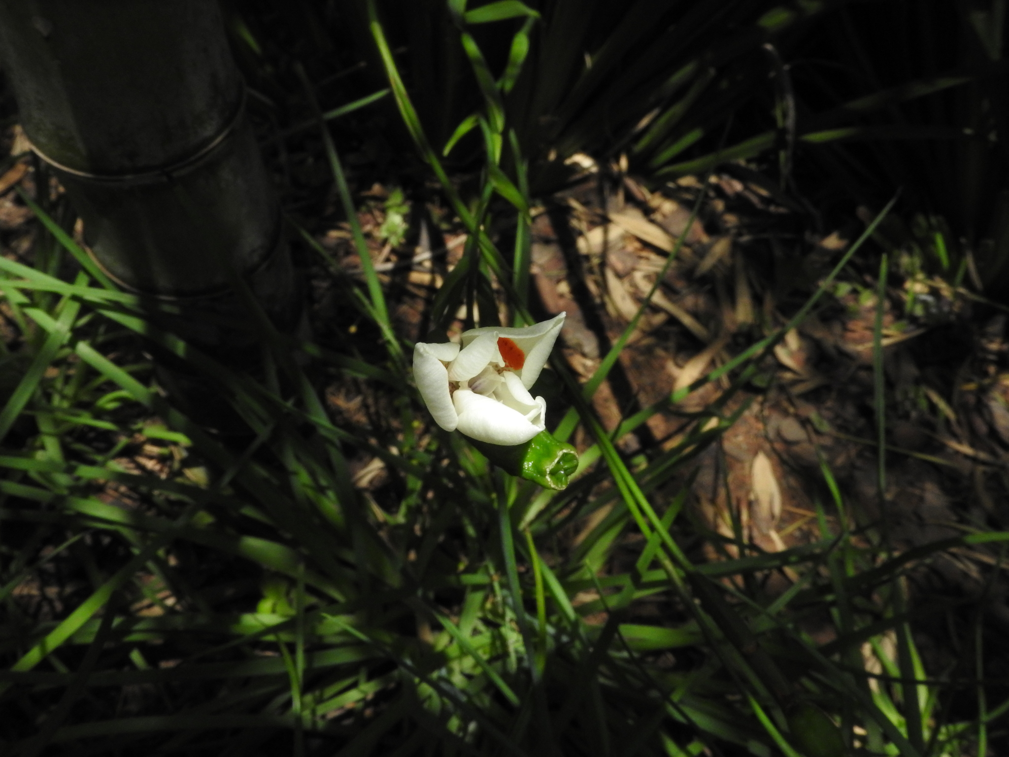 Photo of Yellow Fortnight Lily (9/10)