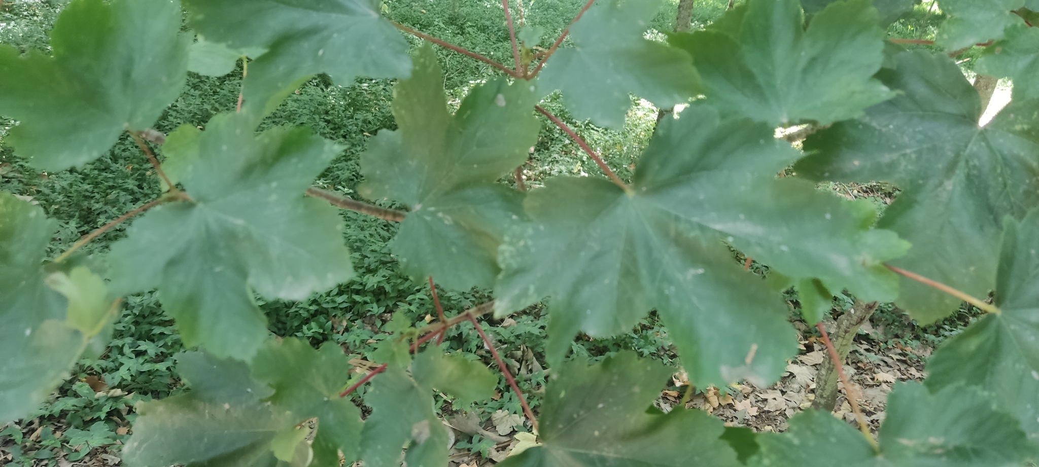 Photo of sycamore maple (11/12)