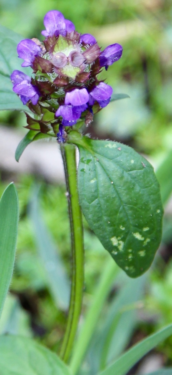 Photo of common selfheal (3/12)