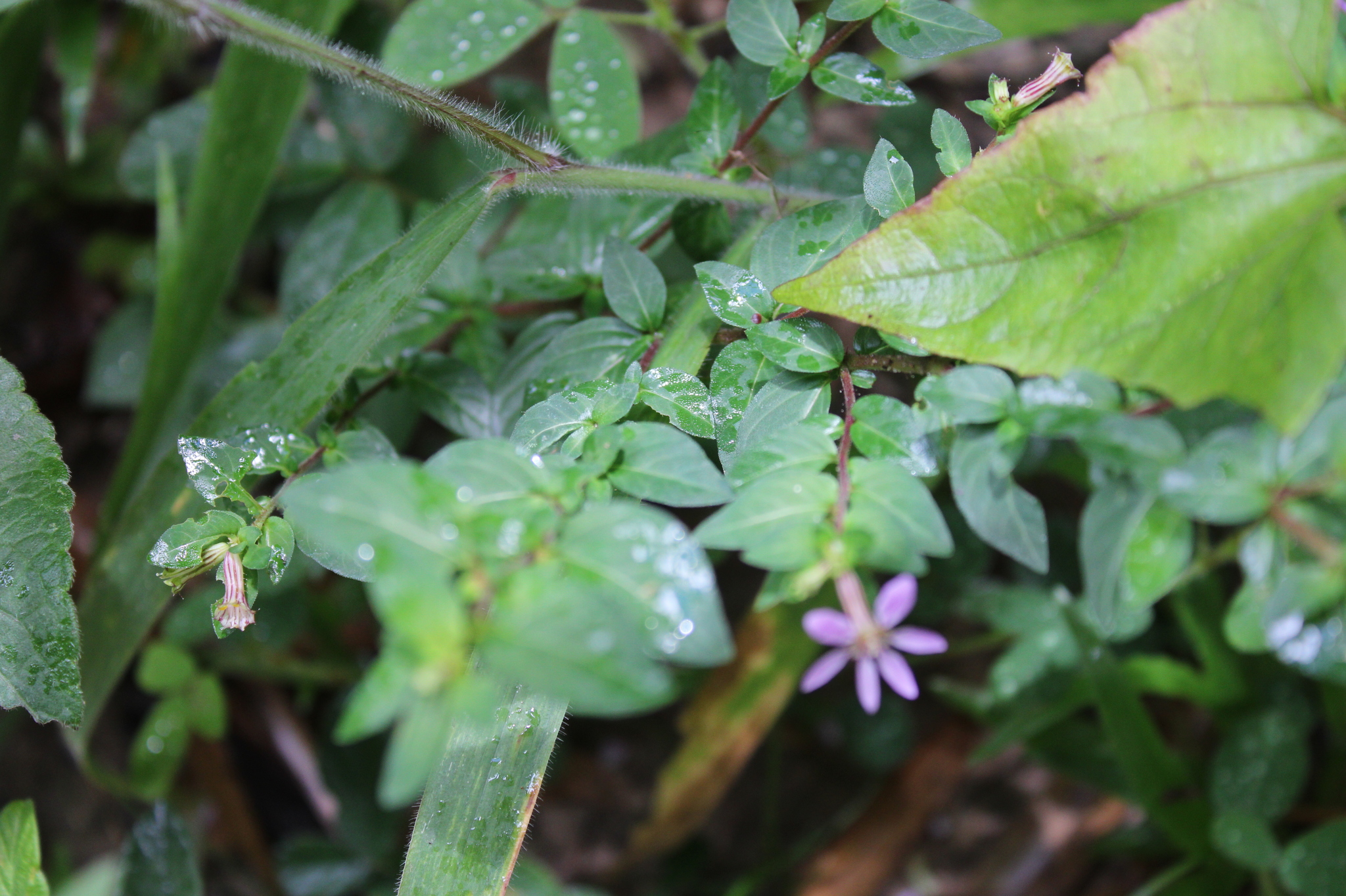 Photo of False heather (5/7)