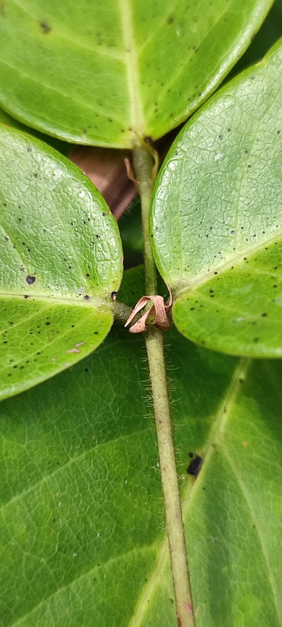 Photo of Clitoria falcata (7/12)