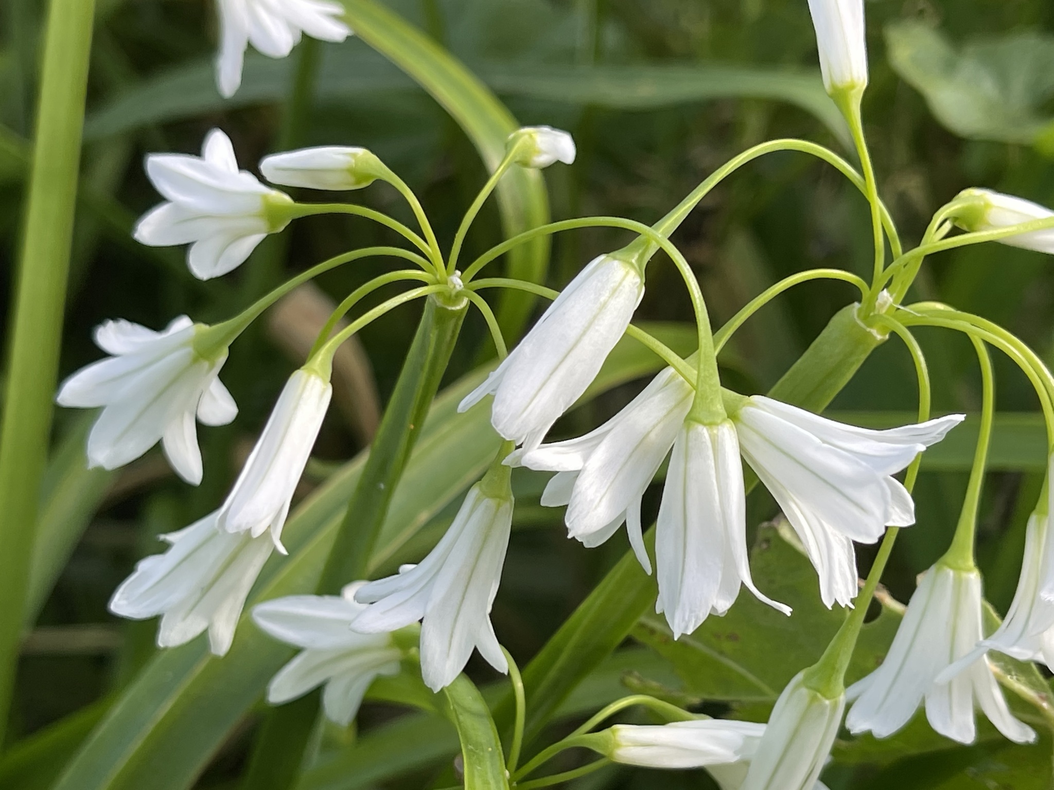Photo of Three-cornered garlic (4/9)