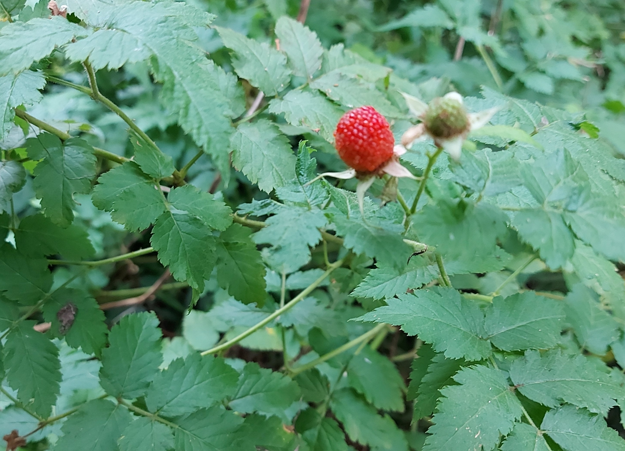 Photo of roseleaf bramble (8/10)