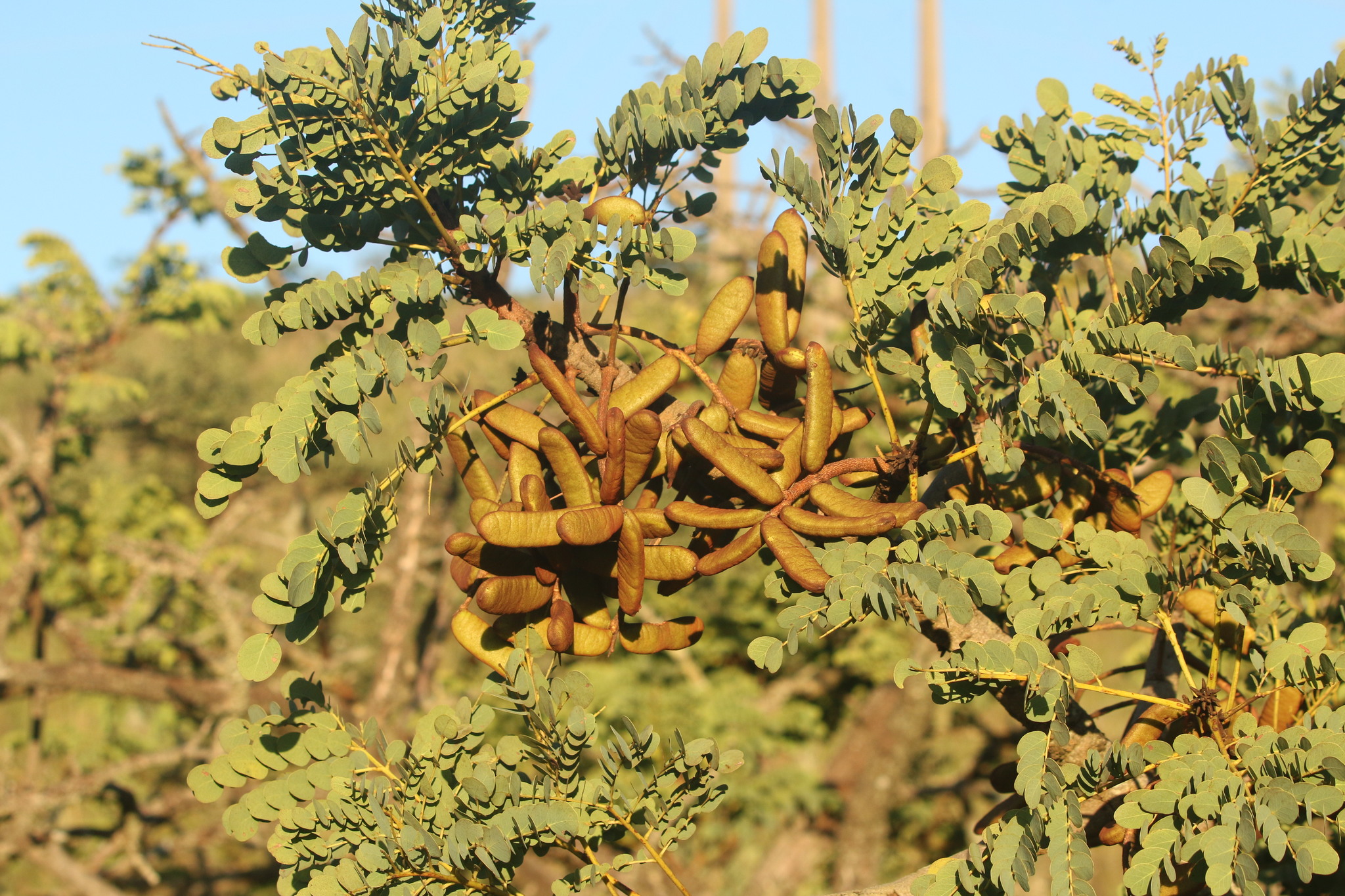 Photo of Stryphnodendron adstringens (9/9)