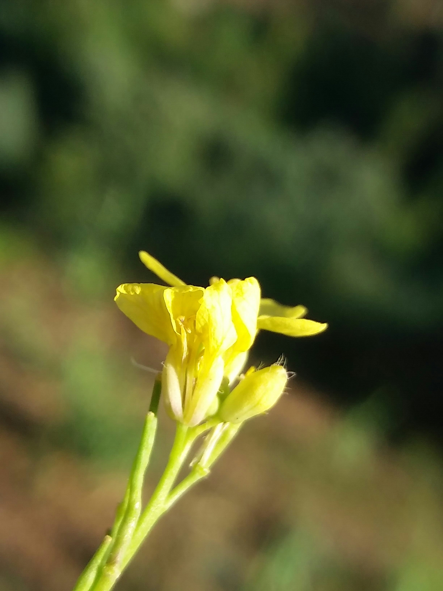 Photo of Shortpod Mustard (4/12)