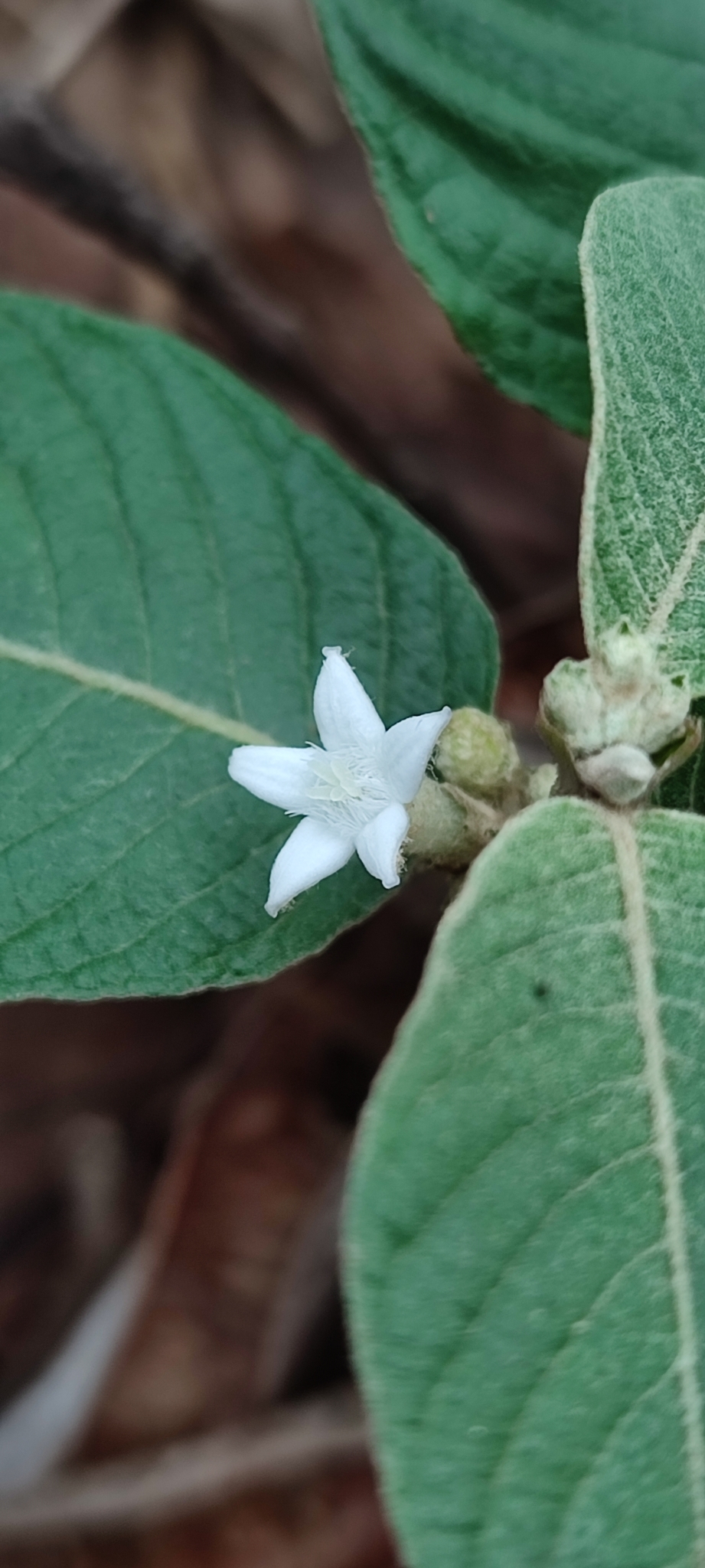 Photo of Sabicea brasiliensis (1/6)