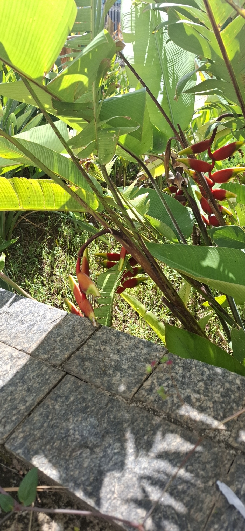 Photo of Hanging Lobster Claw Heliconia (1/12)