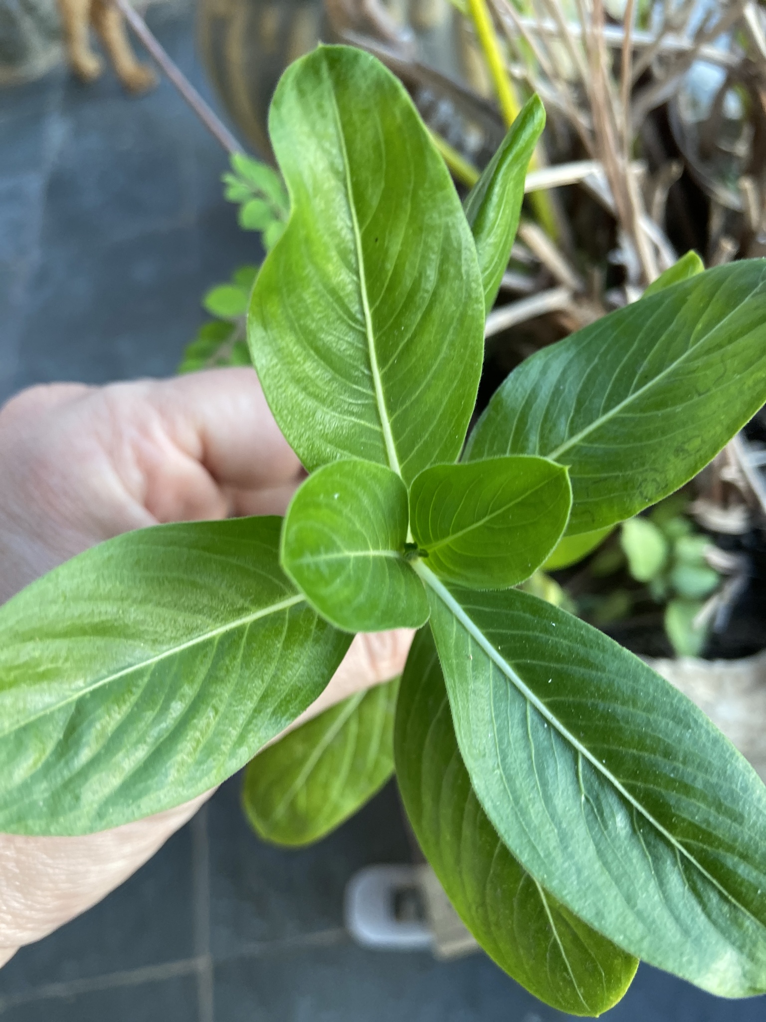 Photo of Madagascar Periwinkle (6/12)