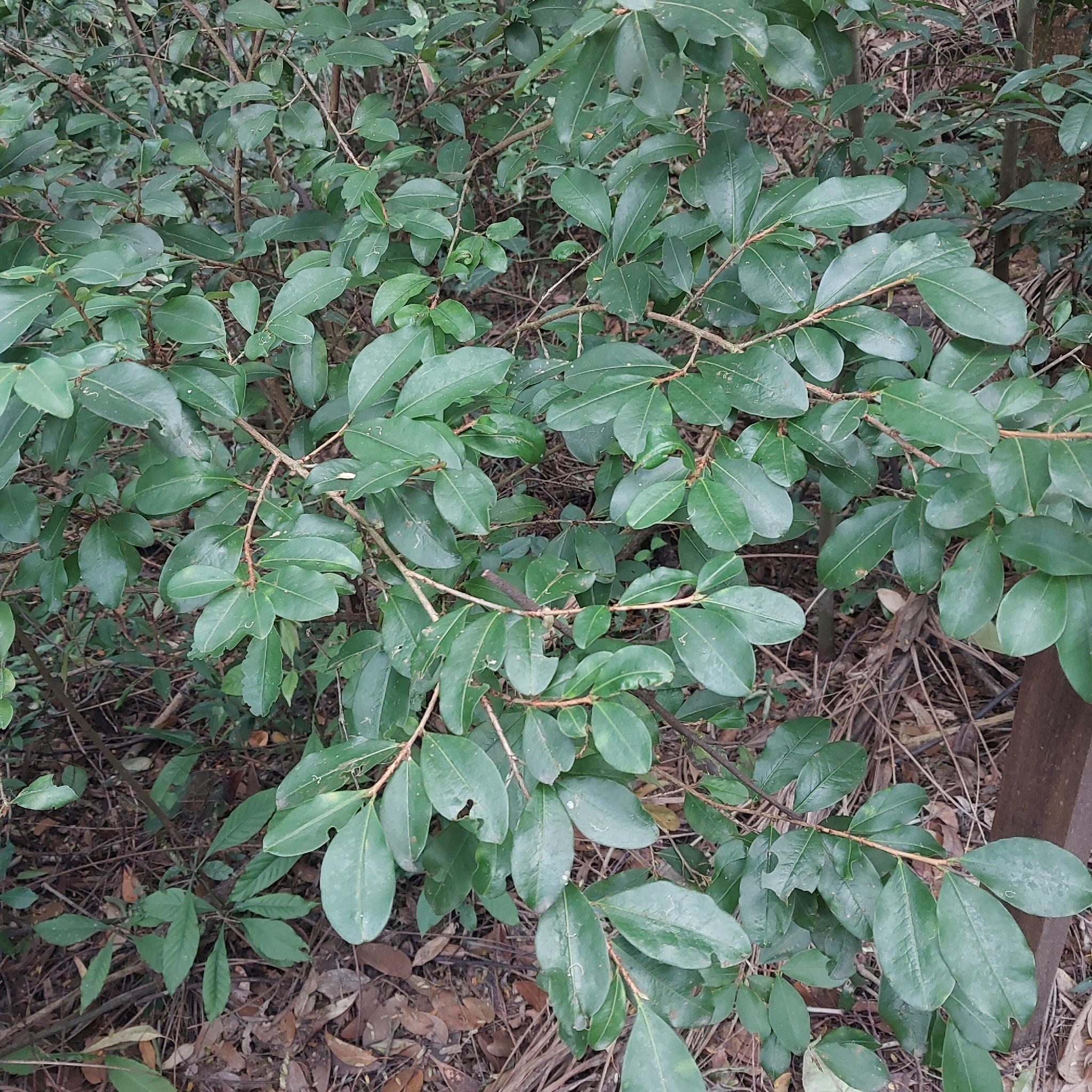 Photo of Psidium rufum (5/7)