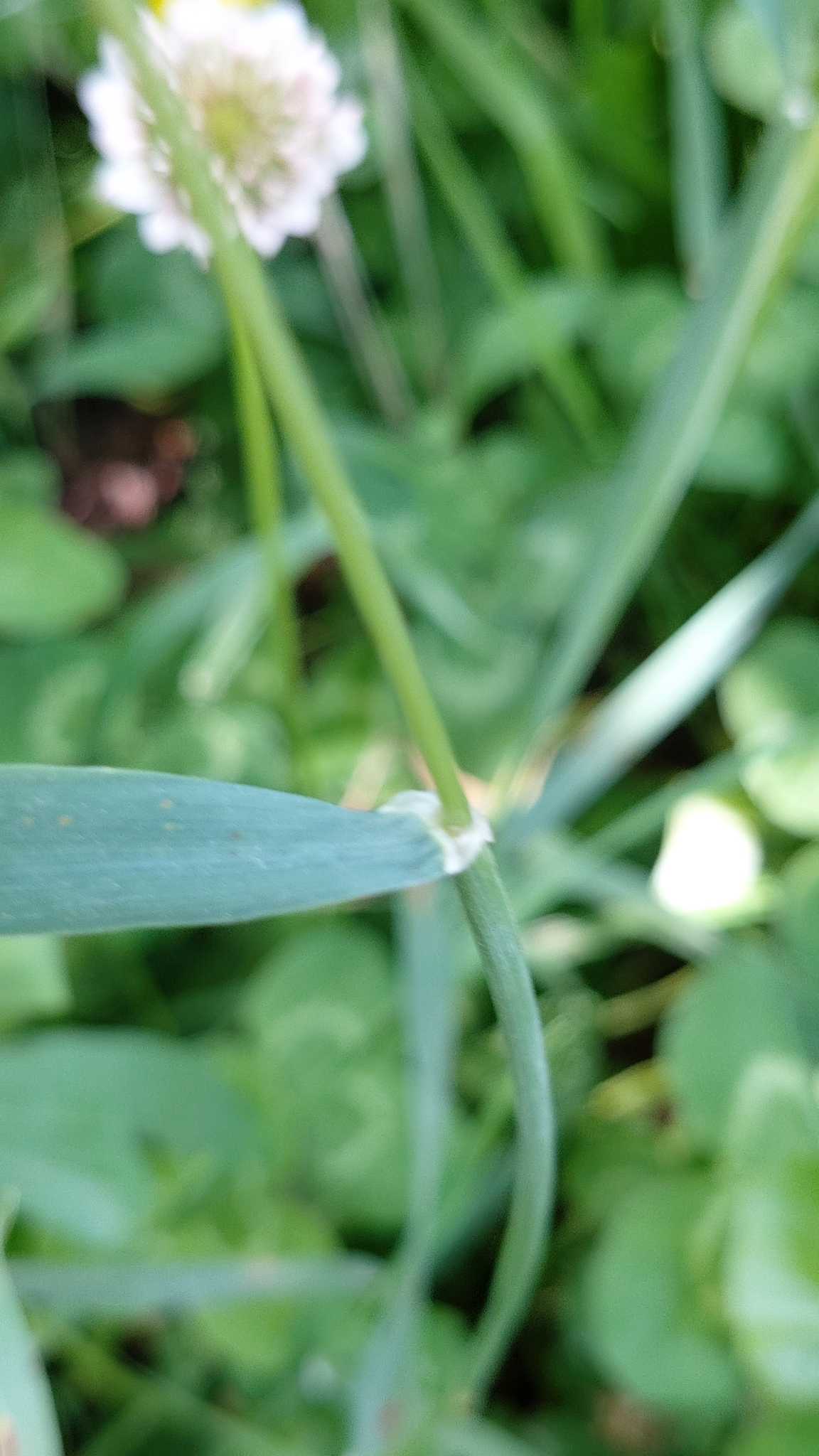 Photo of wall barley (8/12)