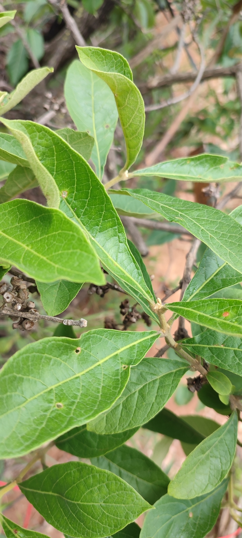 Photo of Aegiphila (7/7)