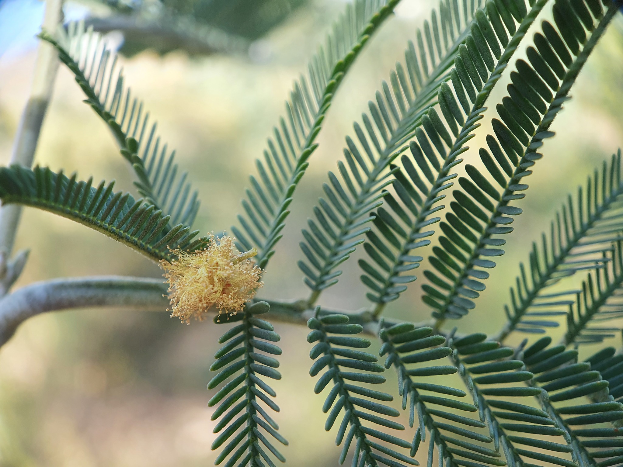 Photo of Silver wattle (1/12)