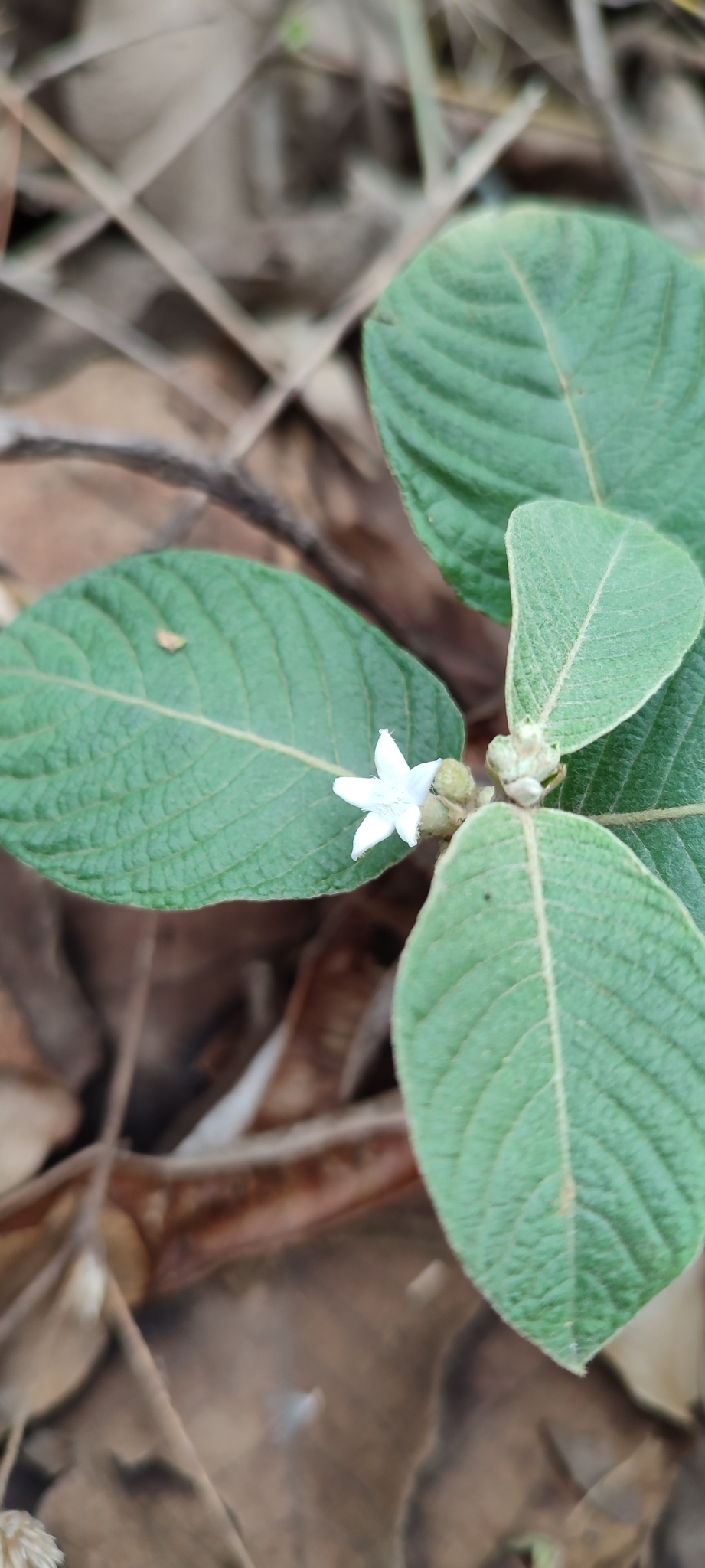 Photo of Sabicea brasiliensis (5/6)