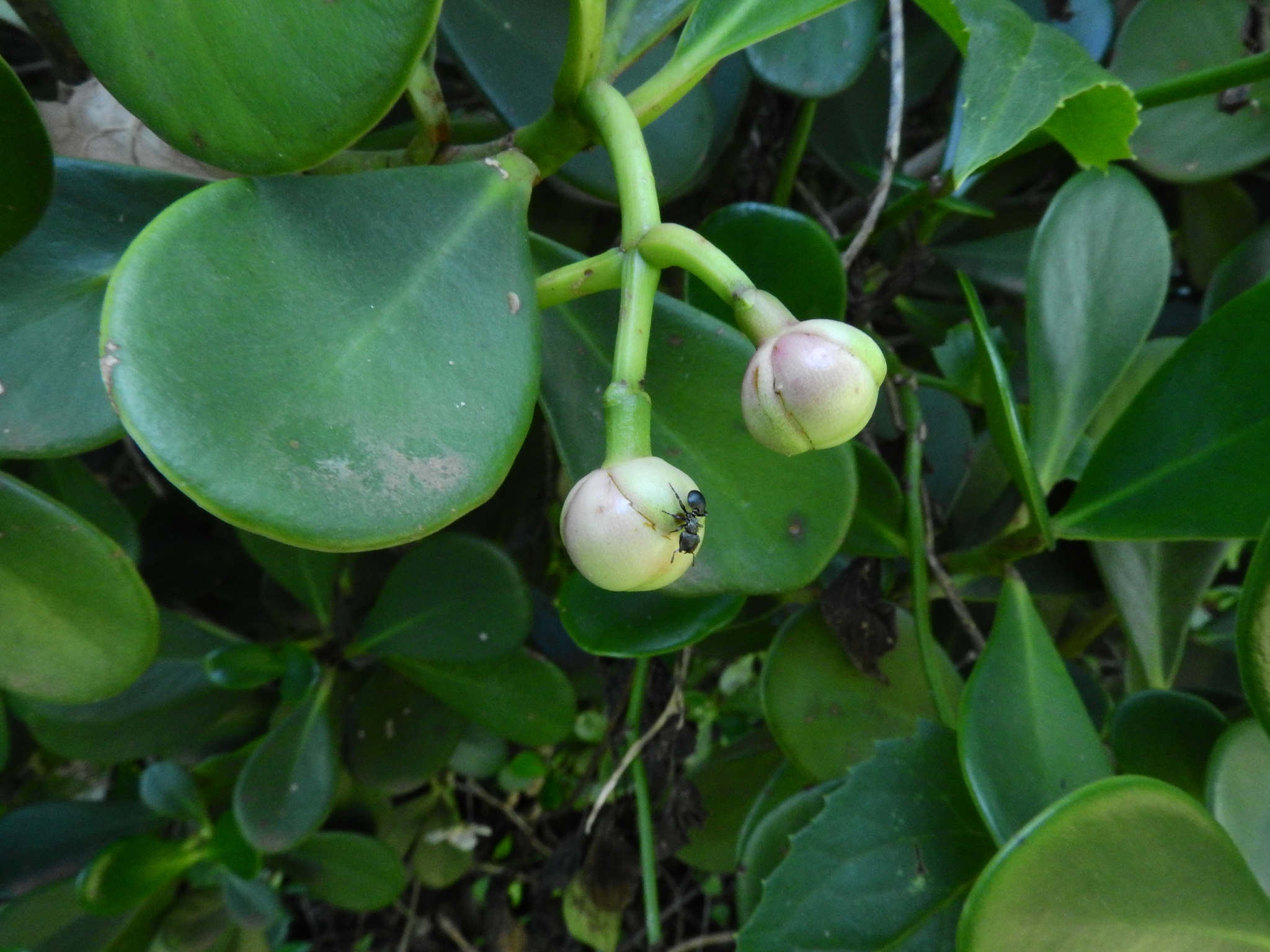 Photo of Clusia fluminensis (7/8)