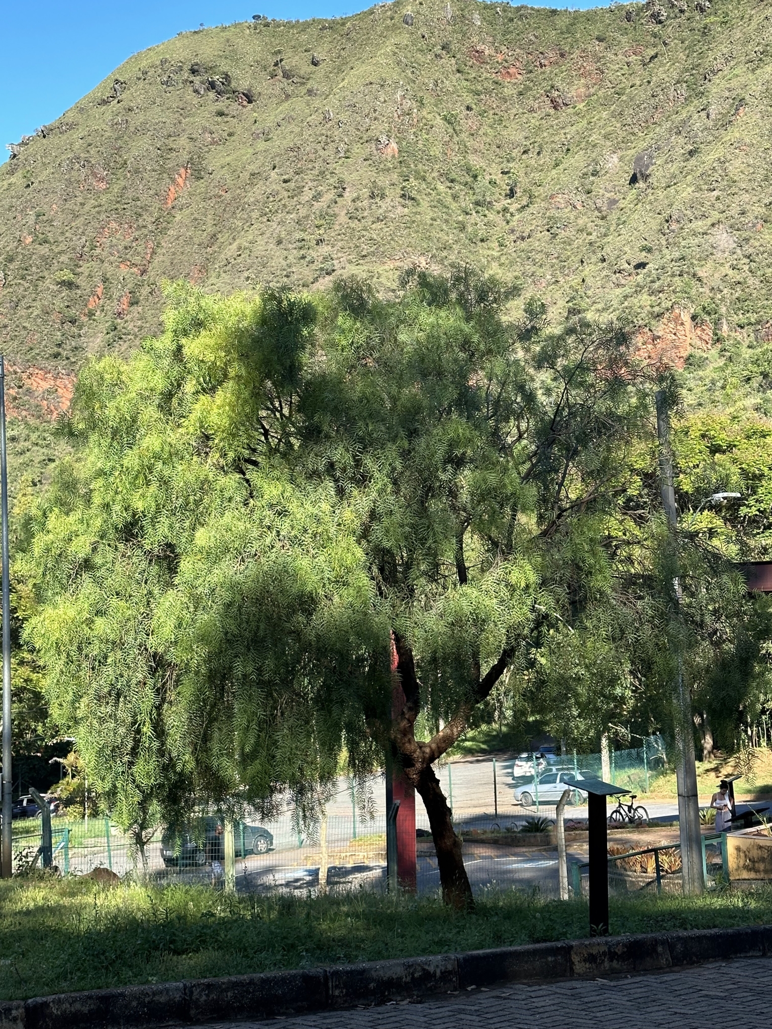 Photo of Peruvian Pepper Tree (5/7)