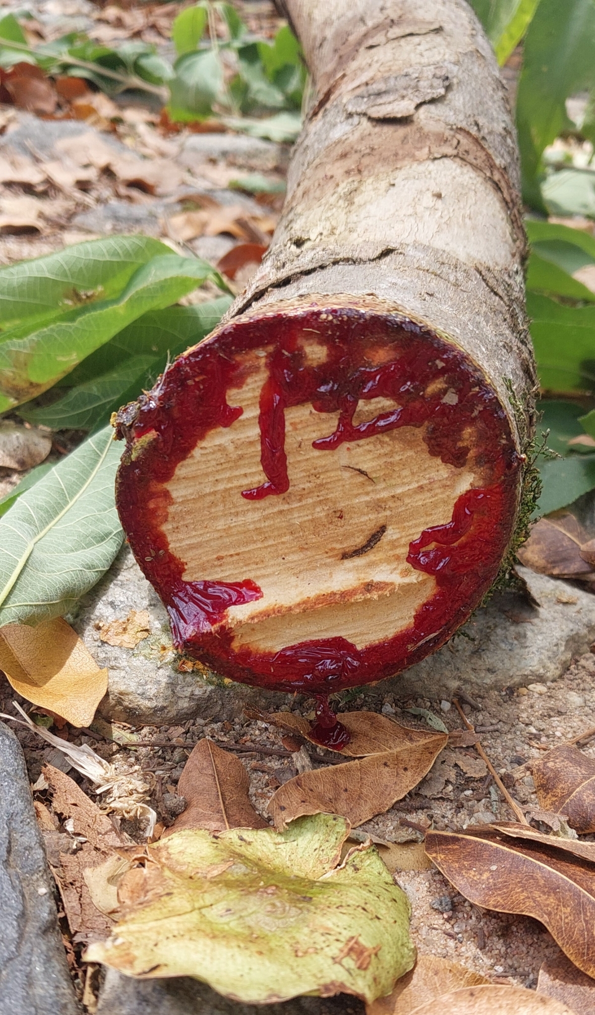 Photo of Pterocarpus violaceus (4/6)