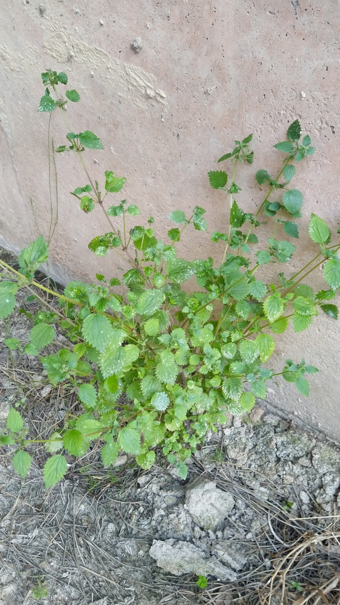 Photo of Mediterranean Nettle (1/8)