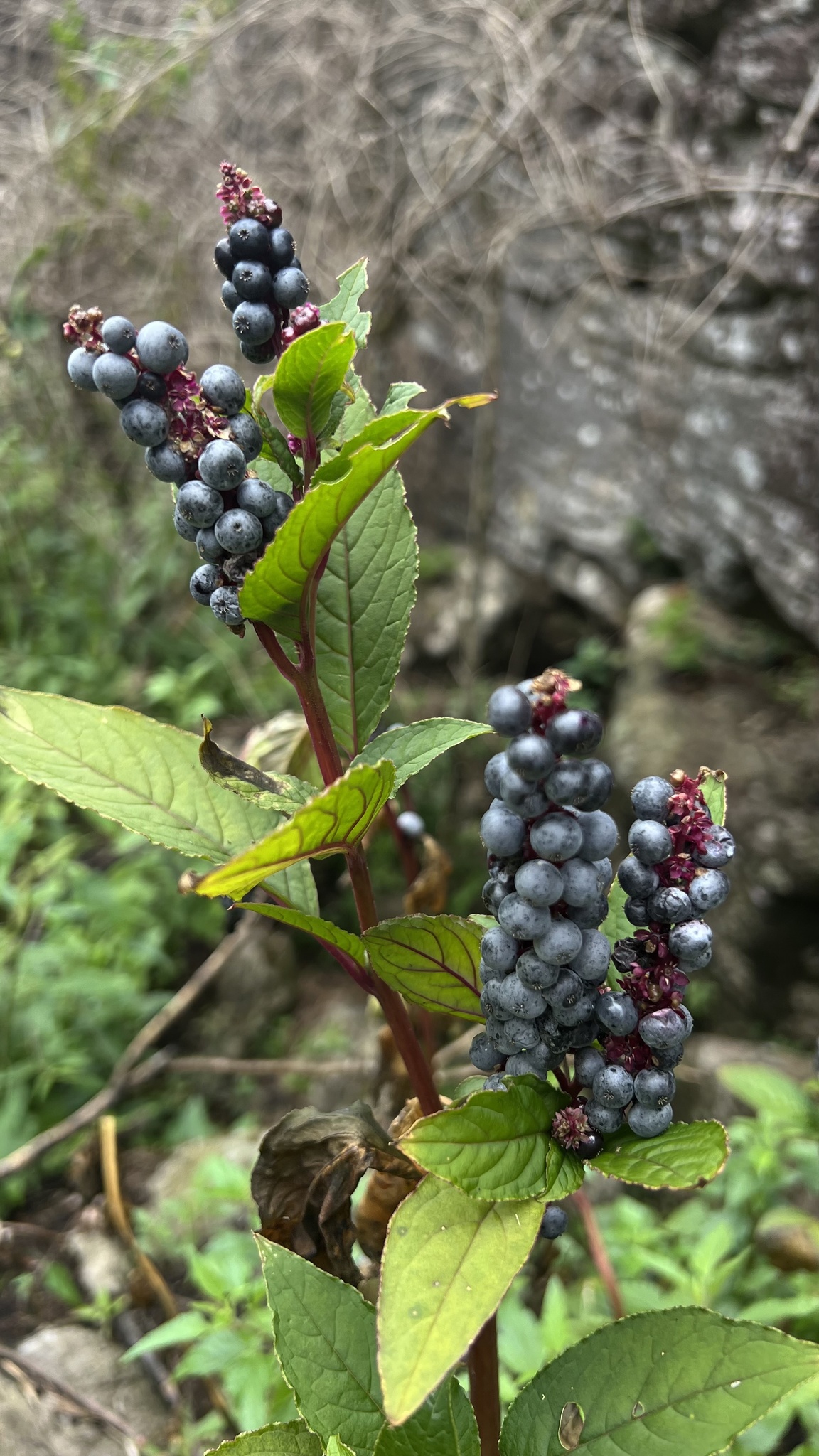 Photo of Brazilian Pokeweed (1/12)