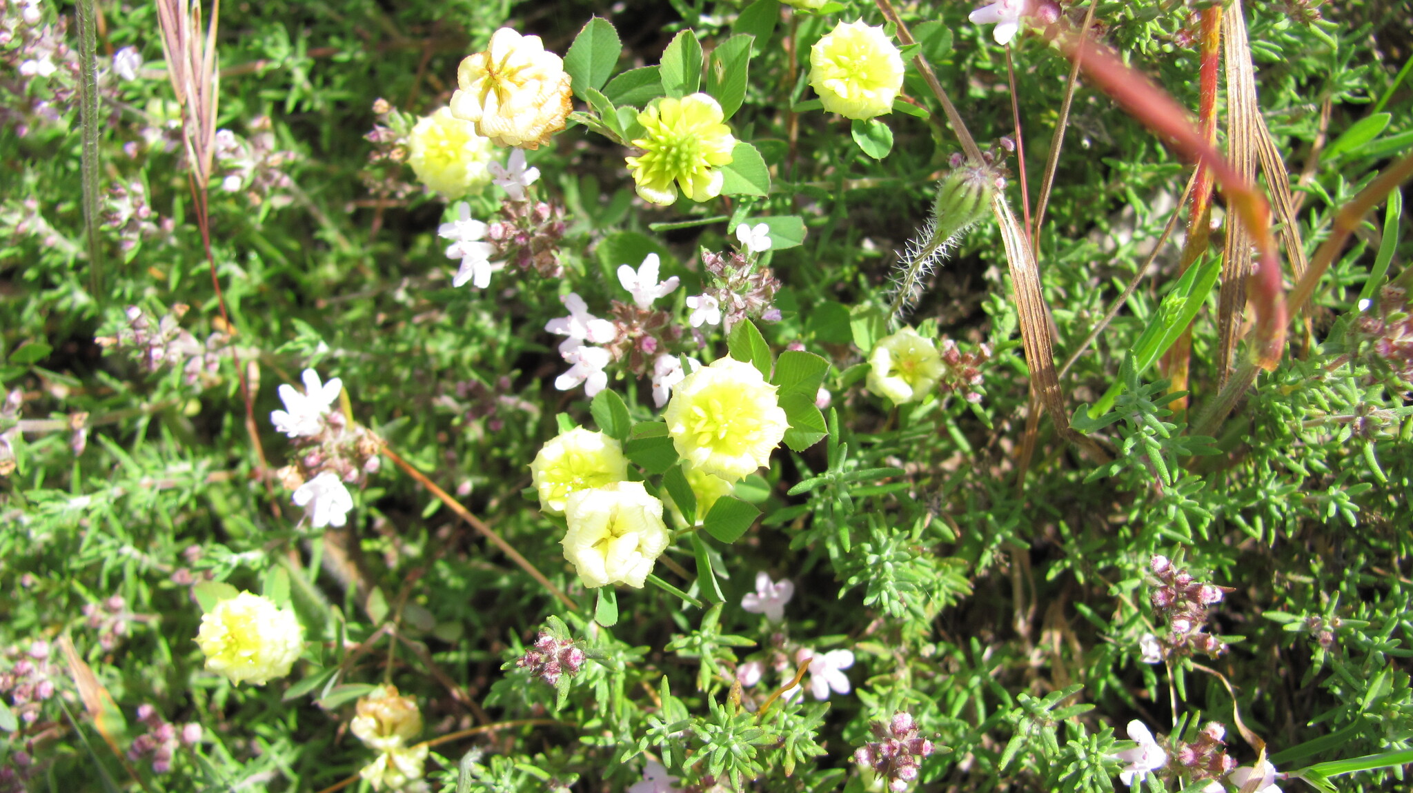 Photo of hop trefoil (4/12)