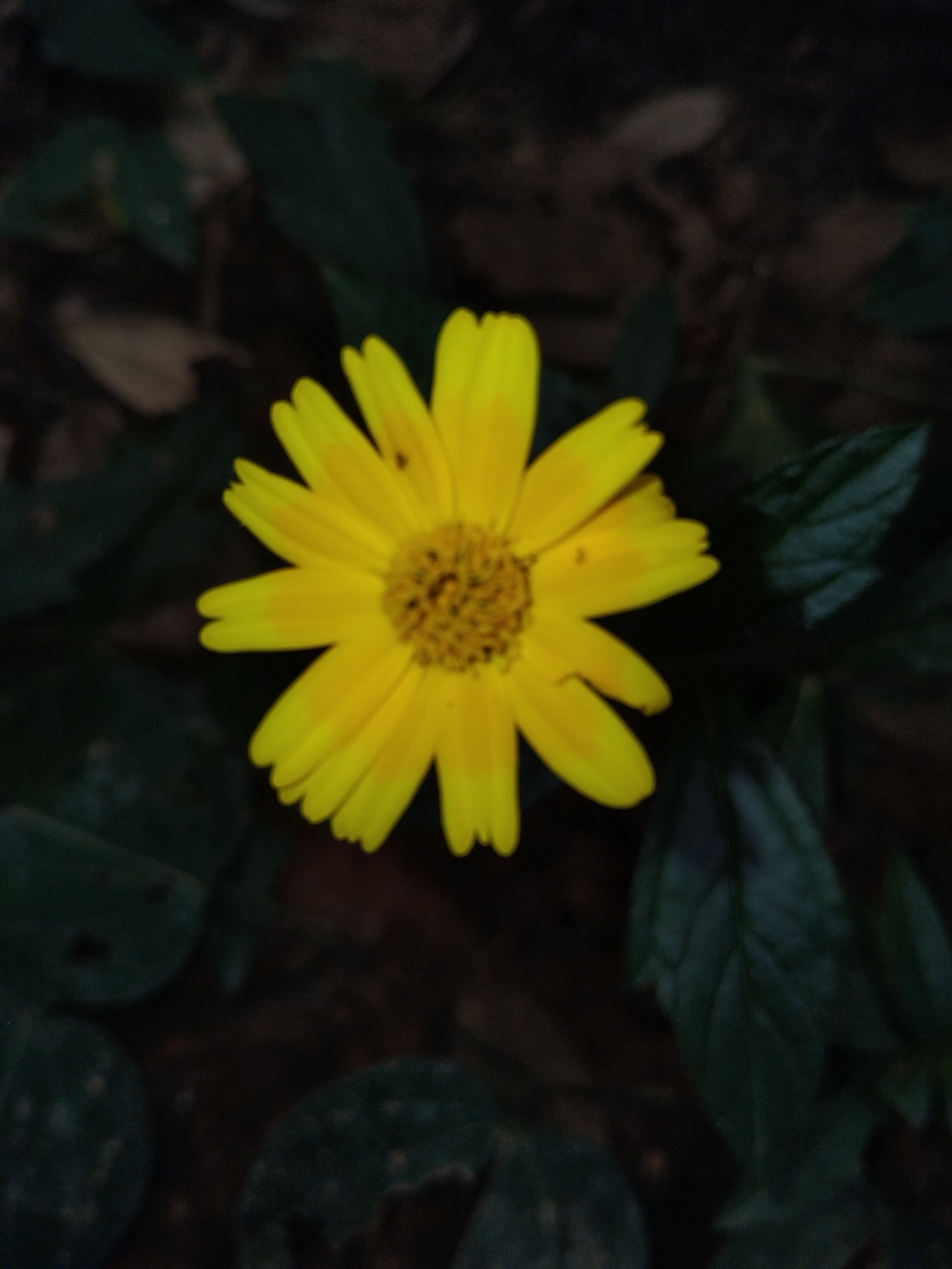 Photo of Sphagneticola (3/7)