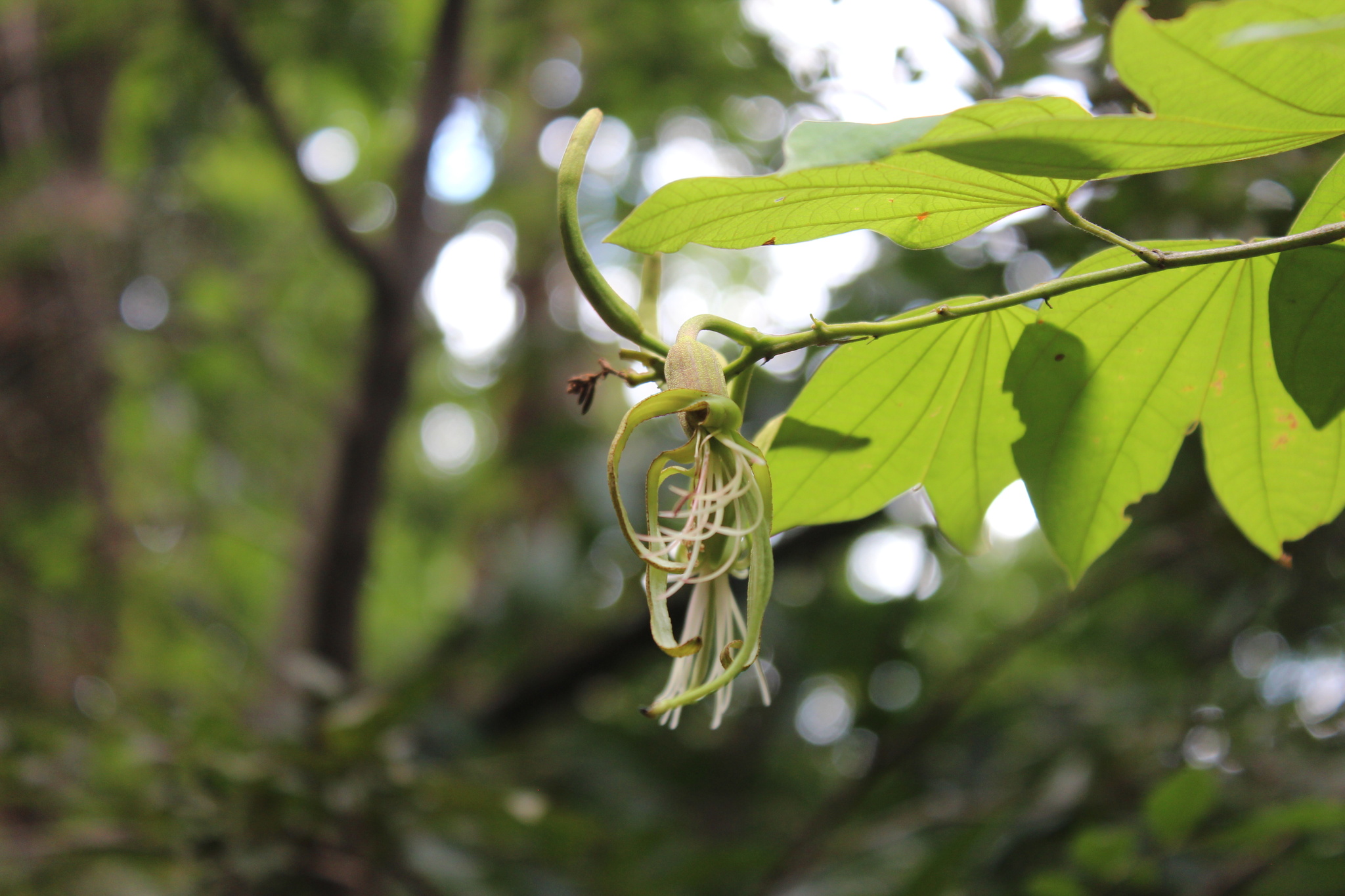 Photo of Bauhinia ungulata (9/9)
