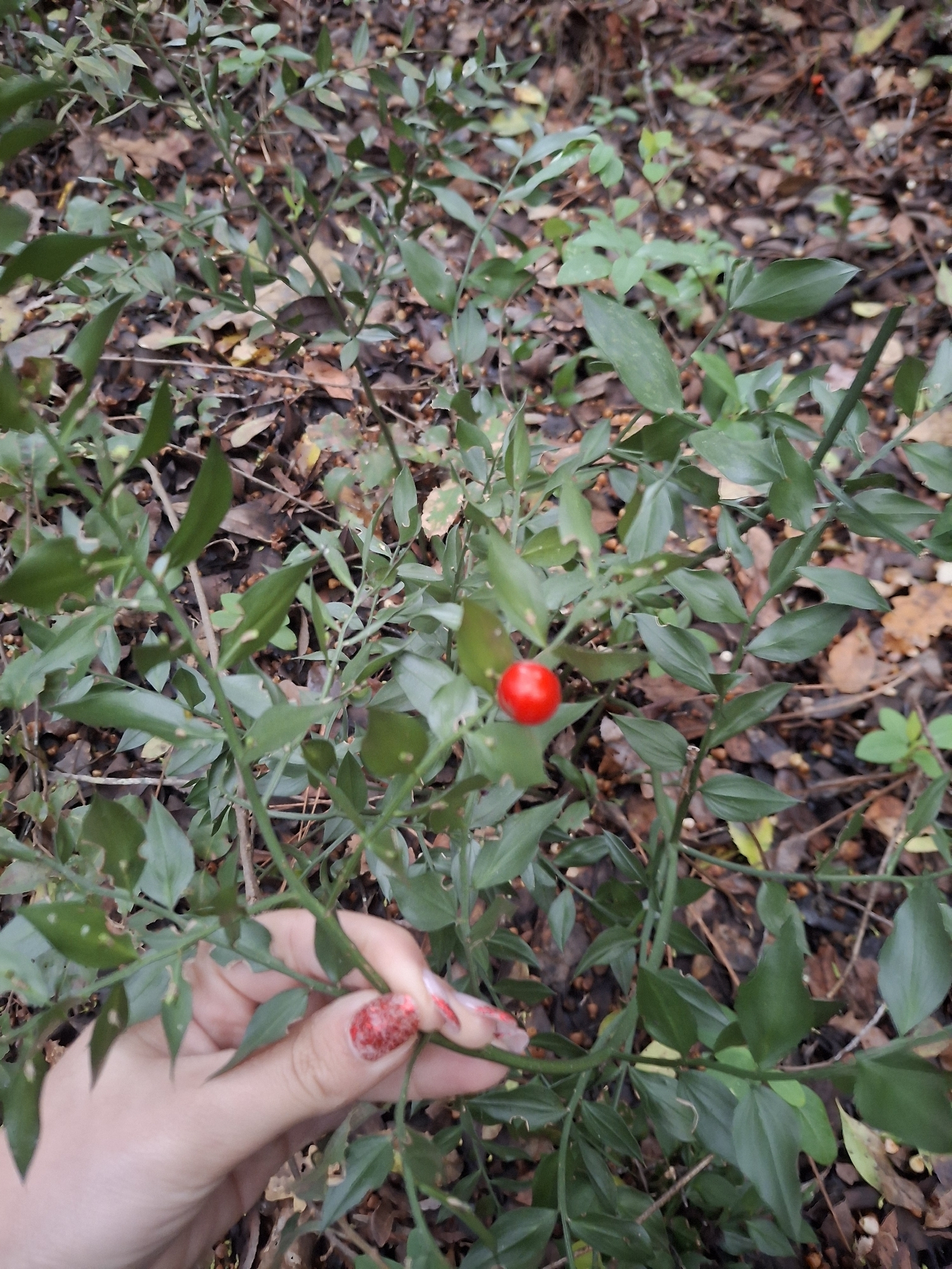 Photo of butcher's-broom (2/12)