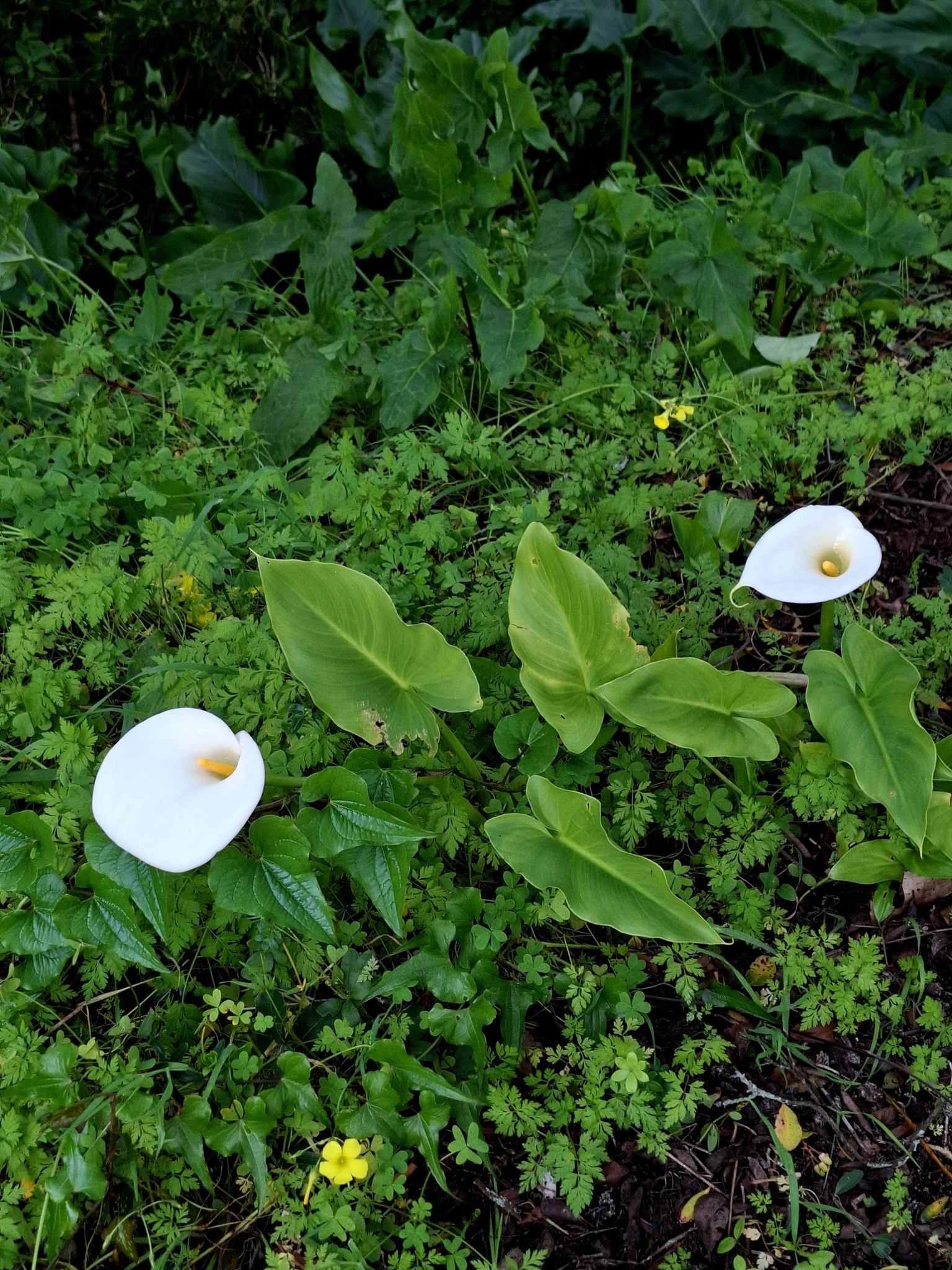 Photo of calla lily (5/12)